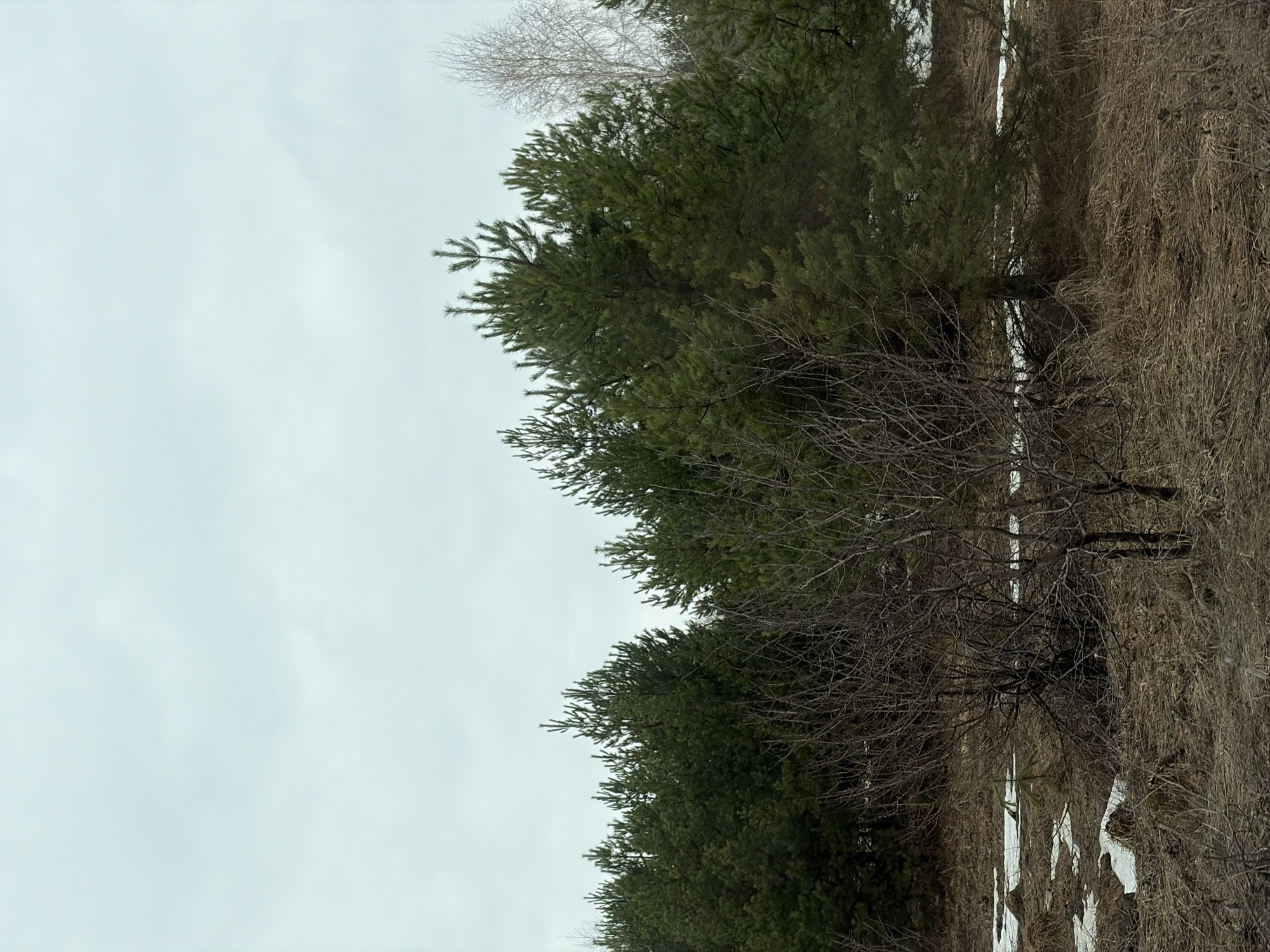 The image shows a view of trees against a gray sky. The trees are a mix of evergreens and deciduous trees with bare branches. There is some dry grass and patches of snow on the ground. The location is Прикамский, Russia.