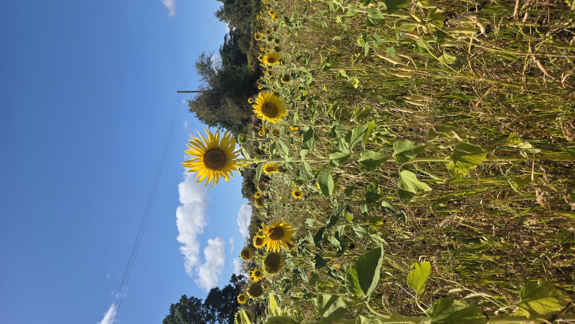 A field of sunflowers is pictured under a bright blue sky with scattered white clouds. The sunflowers are of various sizes, with some facing the camera and others facing away. The field is densely packed with the plants, interspersed with dry grass and other vegetation. In the background, trees and a utility pole are visible. The image appears to have been taken outdoors in a rural setting, possibly a farm or park, and is likely located in Rother, United Kingdom, as suggested by the provided information. There are no people or animals visible in the image.