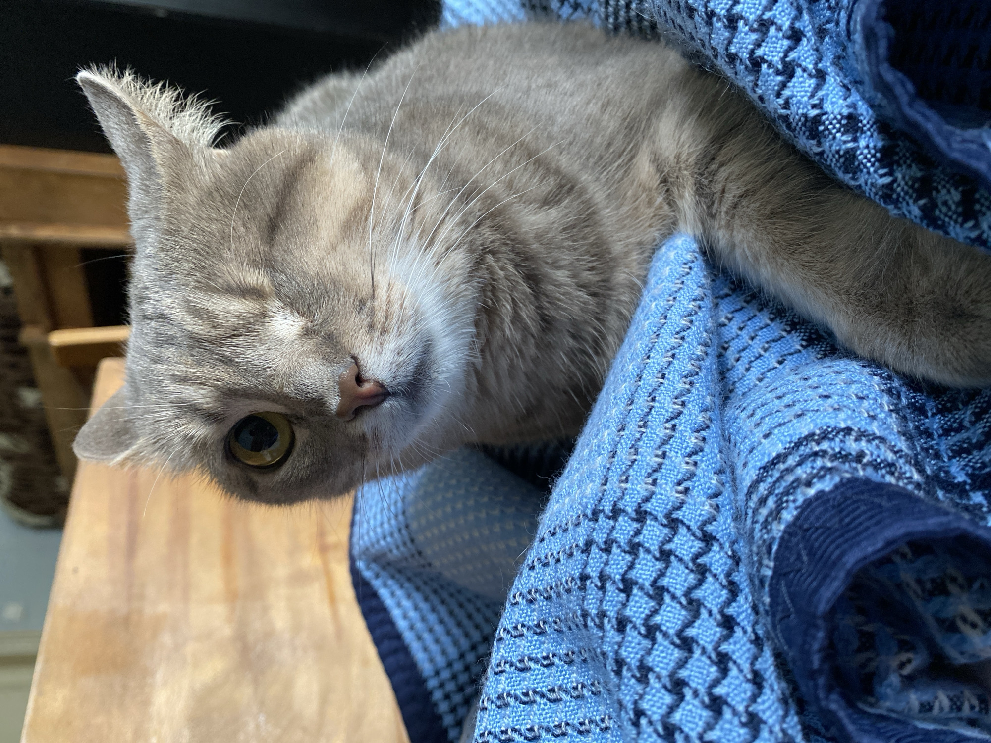 A close-up, eye-level shot shows a light gray tabby cat with one eye visible, looking towards the camera from beneath a textured blue blanket. The cat's fur is short and striped, with white whiskers fanning out from its muzzle. Its visible eye is large and green, with a dark pupil. The blue blanket has a repeating geometric pattern of dark blue and black shapes on a lighter blue background. The background is blurred but appears to be a wooden surface and a dark shadow. The lighting is soft and natural, casting a warm glow on the cat's face. The image was taken in an indoor setting.