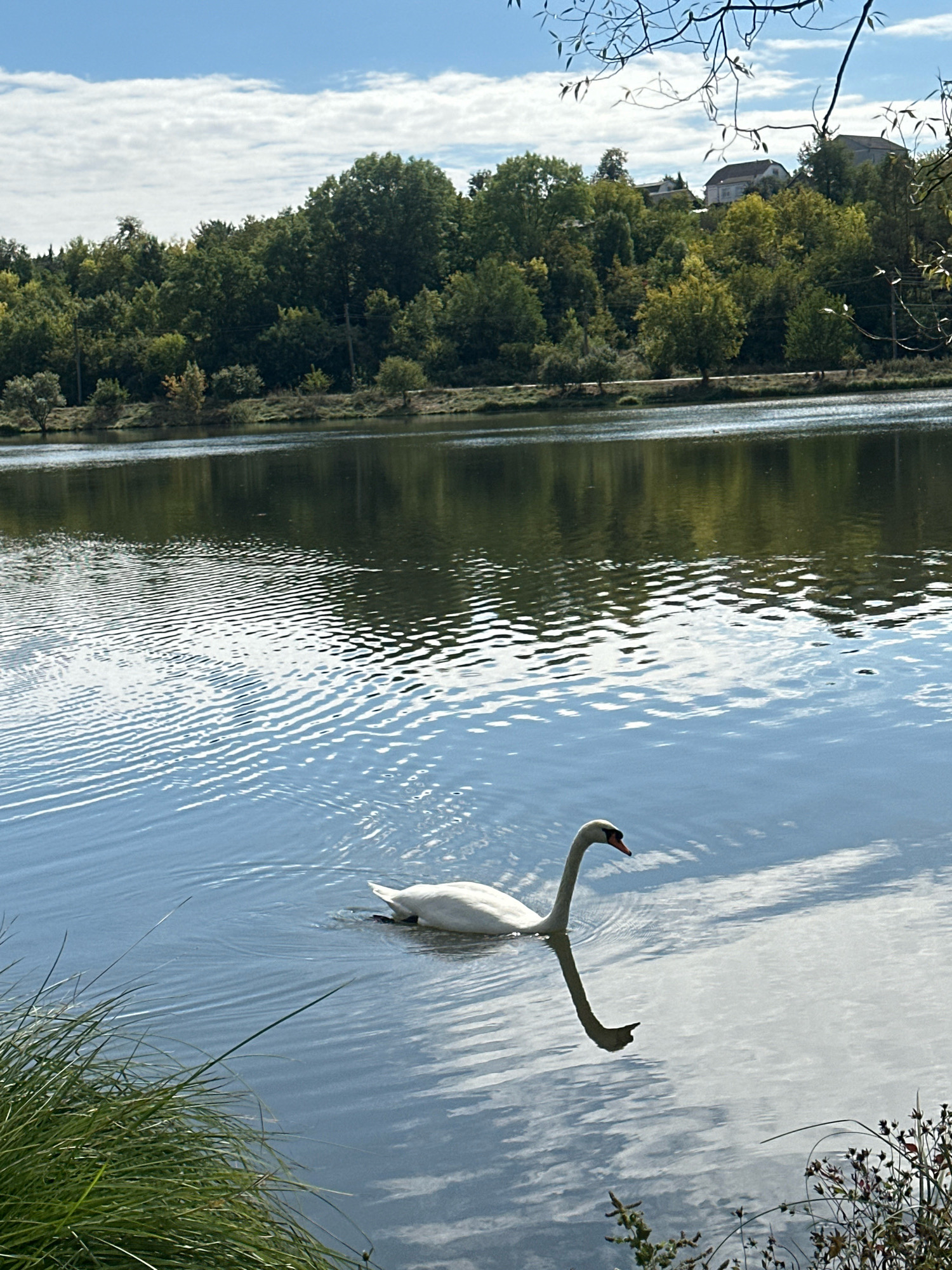 The image shows a serene lake scene with a swan in the foreground. The swan, predominantly white with a black eye and an orange-tipped beak, is swimming on the left side of the frame. Its reflection is clearly visible on the rippled surface of the water. The lake is surrounded by a dense line of green trees along the far bank, with some buildings visible in the distance on a hilltop. The sky above is blue with scattered white clouds, creating a bright and airy atmosphere. The foreground on the left features lush green grass and some dried vegetation on the right. This scene is likely situated in Makiv, Ukraine, given the presence of a lake and natural landscape.