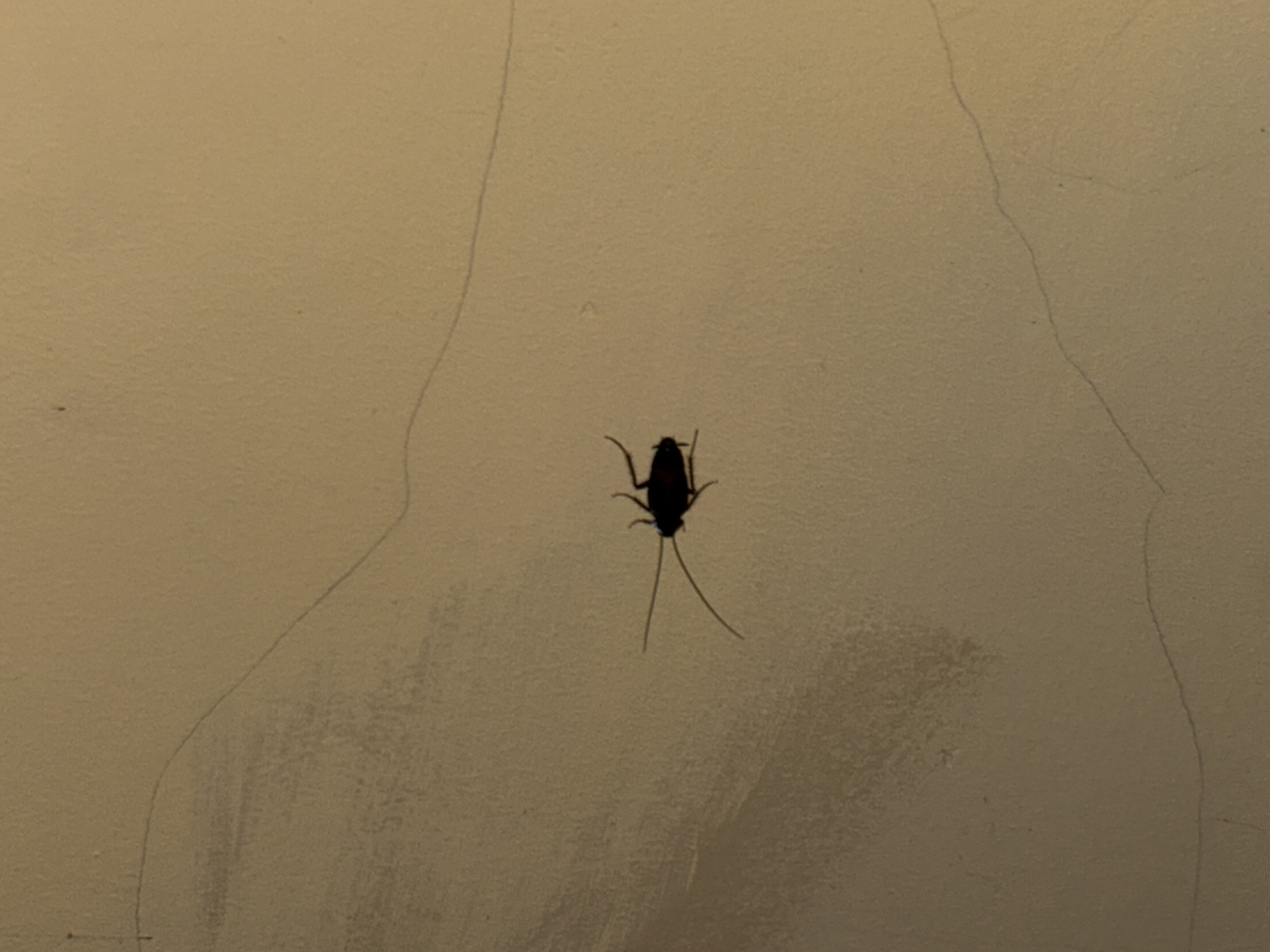 A dark-colored cockroach is clinging to a light tan painted wall. The wall has minor imperfections and subtle vertical lines or cracks. The cockroach is positioned approximately in the center of the frame. The image was taken indoors. There is no evidence to suggest a specific location in Perm, Russia or the presence of any people, interactions or actions.