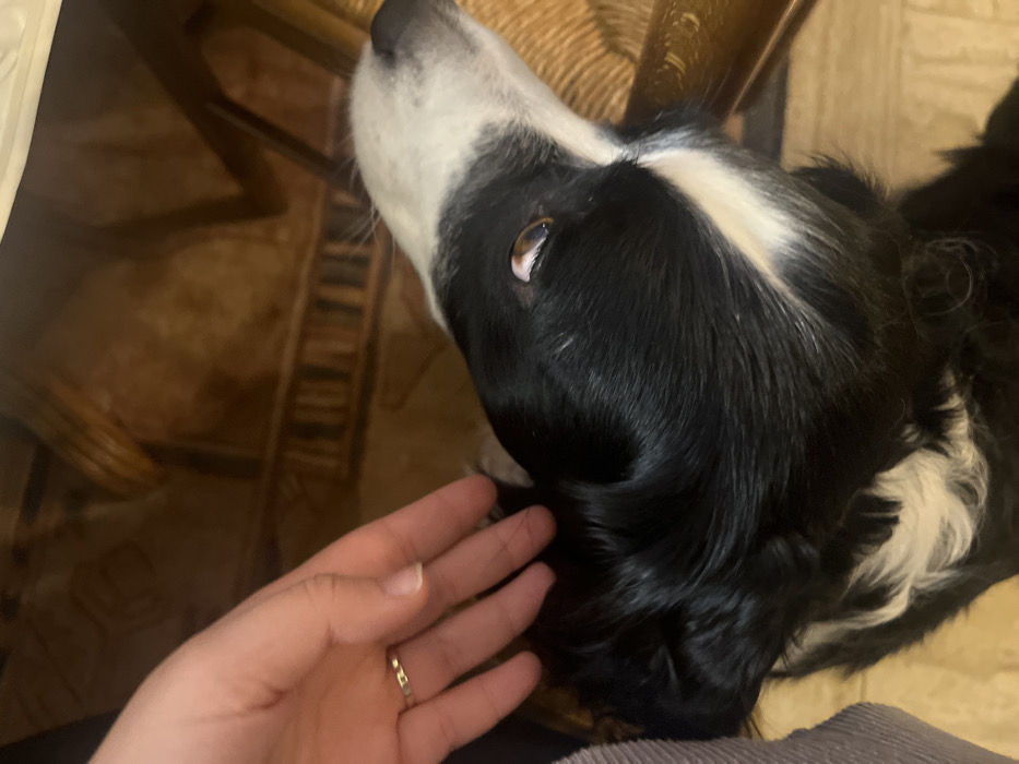 A close-up shot reveals a black and white Border Collie dog looking up with a hopeful expression. A hand with a simple gold ring on the ring finger gently touches the dog's head. The dog's coat is glossy, with a prominent white stripe down its face. A wooden chair can be seen in the background, and a glimpse of flooring suggests an indoor setting. The focus is on the interaction between the hand and the dog.