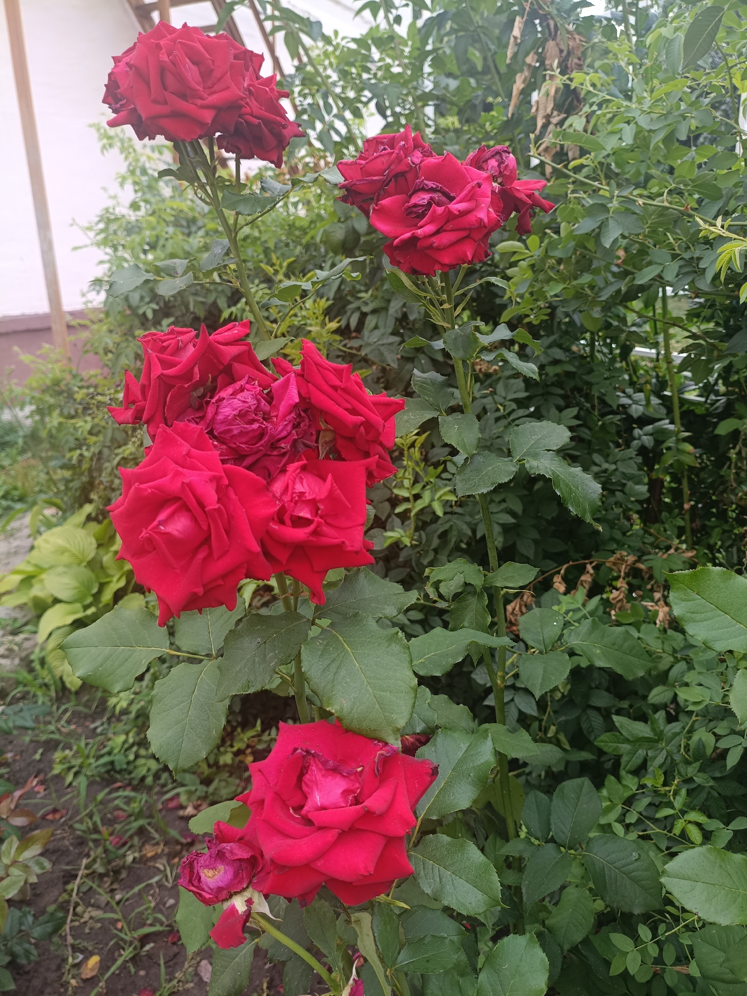 The media file displays a close-up view of several vibrant red roses in a garden setting. The roses, with their velvety petals, are the primary subjects. Some are fully bloomed, showcasing their intricate layers, while others appear to be in various stages of development, including one bud that has already begun to wilt. The foliage surrounding the roses is lush and green, characteristic of a healthy garden. In the background, a hint of a building with a white exterior and a wooden structure, possibly part of a greenhouse or fence, can be observed. The ground beneath the plants appears to be a mix of soil, scattered leaves, and some sparse grass.
The scene is illuminated by natural light, suggesting it was captured during the daytime, likely under overcast or diffused sunlight, as there are no harsh shadows. The overall impression is one of natural beauty and tranquility, with the rich red of the roses providing a striking focal point against the verdant backdrop. There is no visible text in the image. The location is identified as Volsk, Russia.