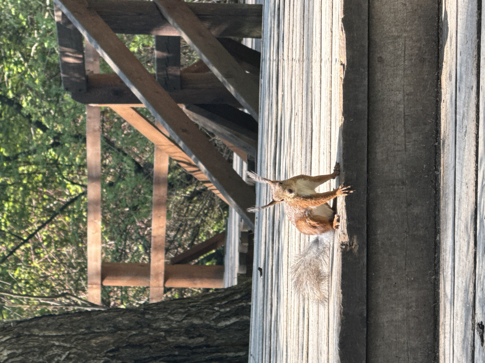 A squirrel clings to a wooden structure, possibly a bird feeder or a part of a building, in Krasnoyarsk, Russia. The structure appears to be made of vertical planks, with a light-colored finish. The squirrel has reddish-brown fur, a bushy tail, and is gripping the wood with its paws. In the background, there's a wooden frame construction and green trees and foliage, suggesting a park or wooded area. The image is taken during daylight hours, with some areas illuminated by sunlight and others in shadow.