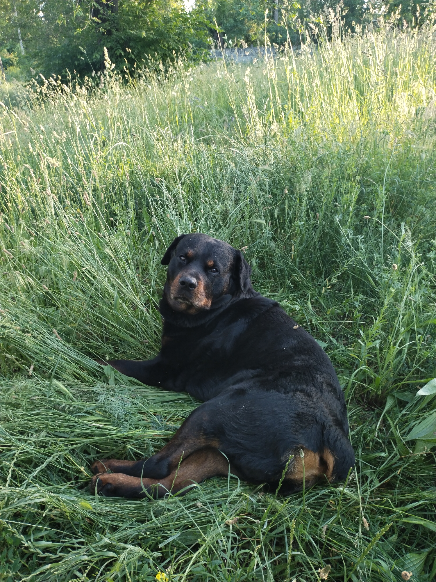 A large, black and tan dog, appearing to be a Rottweiler, is captured lying in a dense patch of tall, vibrant green grass. The dog is positioned in the foreground and middle ground, with its body facing slightly to the left and its head turned to look directly at the viewer. Its expression is calm and composed. The dog's coat shows the characteristic black fur with reddish-brown (tan) markings on its muzzle, above its eyes, on its chest, and on its legs.
The scene is an outdoor, natural setting, likely a field or an unkempt garden, dominated by lush, overgrown grass. In the background, beyond the tall grass, there are trees and darker foliage, suggesting a wooded area or more dense vegetation. The lighting indicates late afternoon or early evening, often known as the "golden hour," as sunlight softly illuminates the tips of the grass, creating a gentle, warm glow. This suggests a sunny and pleasant day. The dog appears relaxed and at ease, seemingly enjoying its rest amidst nature. There is no visible text in the image. The location context provided is Horishni Plavni, Ukraine.