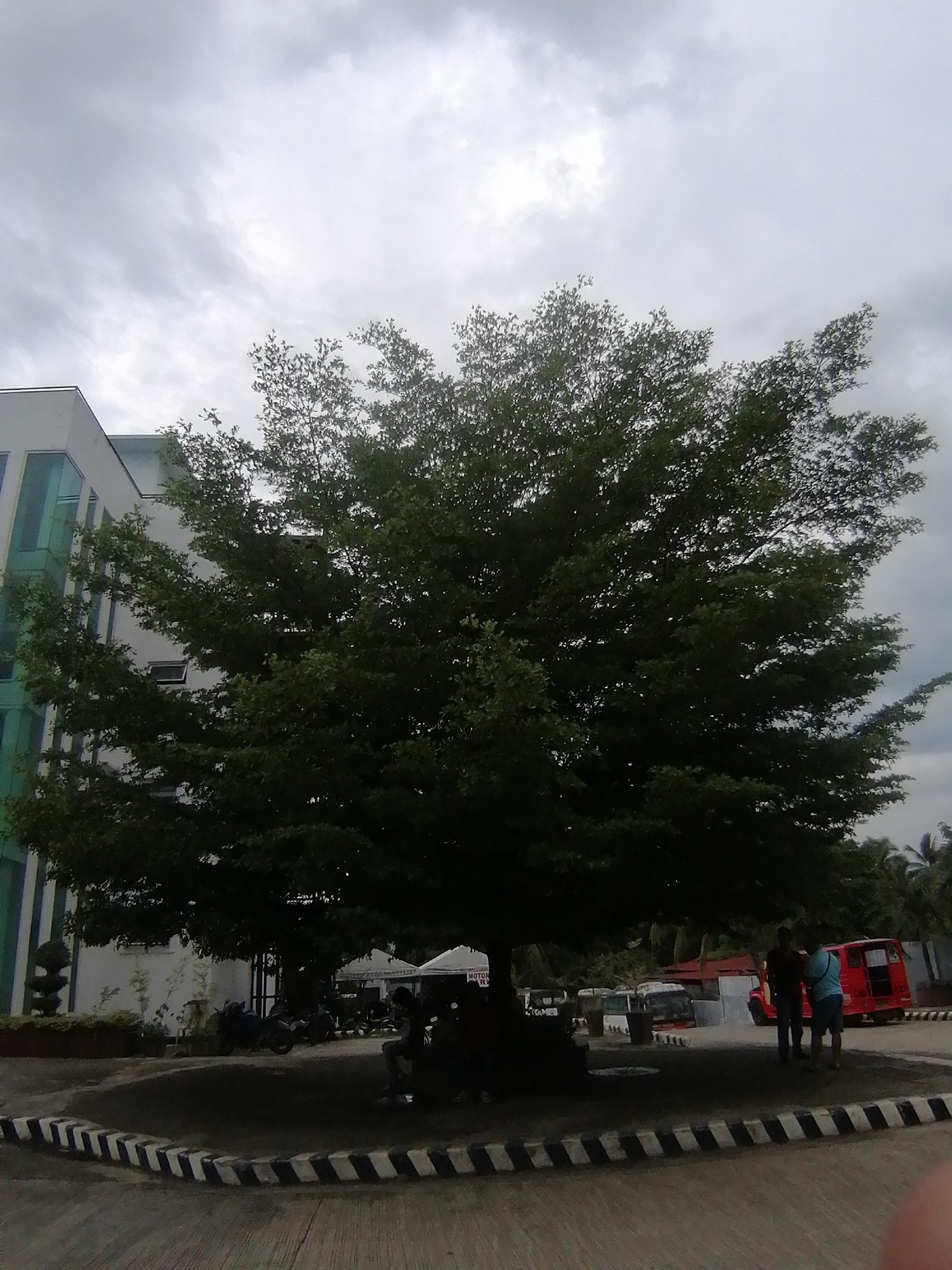 The image captures an outdoor scene in what appears to be an urban or semi-urban setting, likely in Davao City, Philippines, under an overcast sky. A very large, dense tree with dark green foliage dominates the center and right side of the frame, casting a significant shadow on the ground beneath it. To the left, a modern building with white walls and prominent glass windows is visible, partially obscured by the tree's canopy.
Beneath the tree, several people are present. On the left side, two or three individuals are seated in the deep shade. To the right, two men are standing near a red jeepney-like vehicle; one wears a dark shirt, and the other a light blue shirt and shorts. Other indistinct figures are scattered further in the background, near white tents. Motorcycles are parked under the tree to the left.
The foreground features a concrete barrier with alternating black and white stripes, delineating an edge of the paved ground. In the mid-ground, beyond the people and vehicles, several white tents or shelters are set up. Faintly visible text on one of the tents reads "MOTOR..." and "R...", possibly indicating "MOTOR RENTAL" or a similar service. The sky is completely covered with light gray clouds, suggesting an overcast day with no direct sunlight. The overall atmosphere is calm and functional, portraying a typical daily scene in a public space.