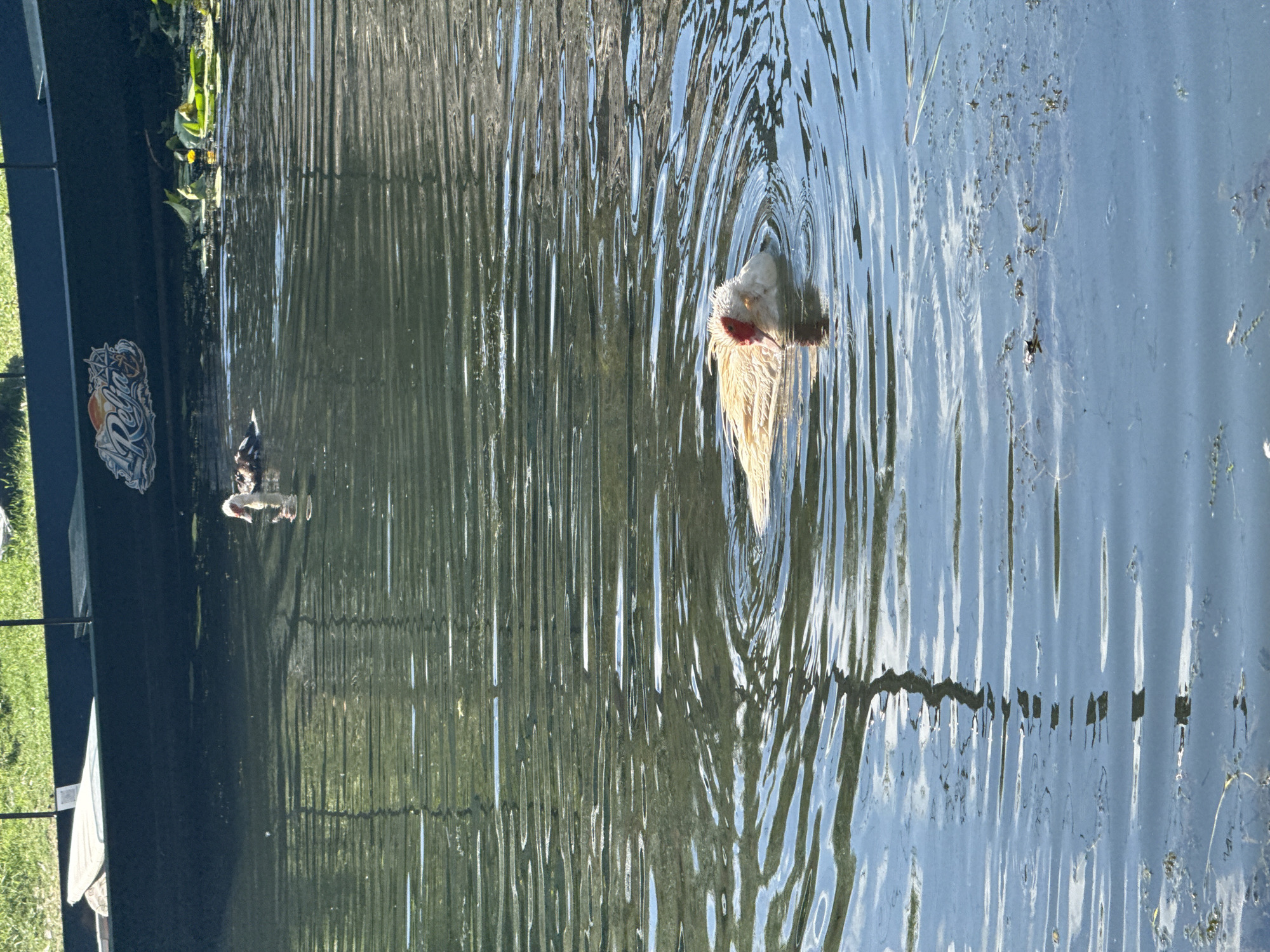 In Vranjina, Montenegro, a light-colored duck with a red face swims in a body of water, creating ripples. The duck is the primary subject, positioned centrally in the foreground. In the background, a dark-colored boat rests on the water, with green grass visible on the bank behind it. Another duck, darker in color, is visible in the distance, near the boat. The water is reflective, showing the sky and the surrounding environment. Lily pads and other aquatic vegetation are scattered throughout the water. The scene appears to be outdoors, under natural daylight.