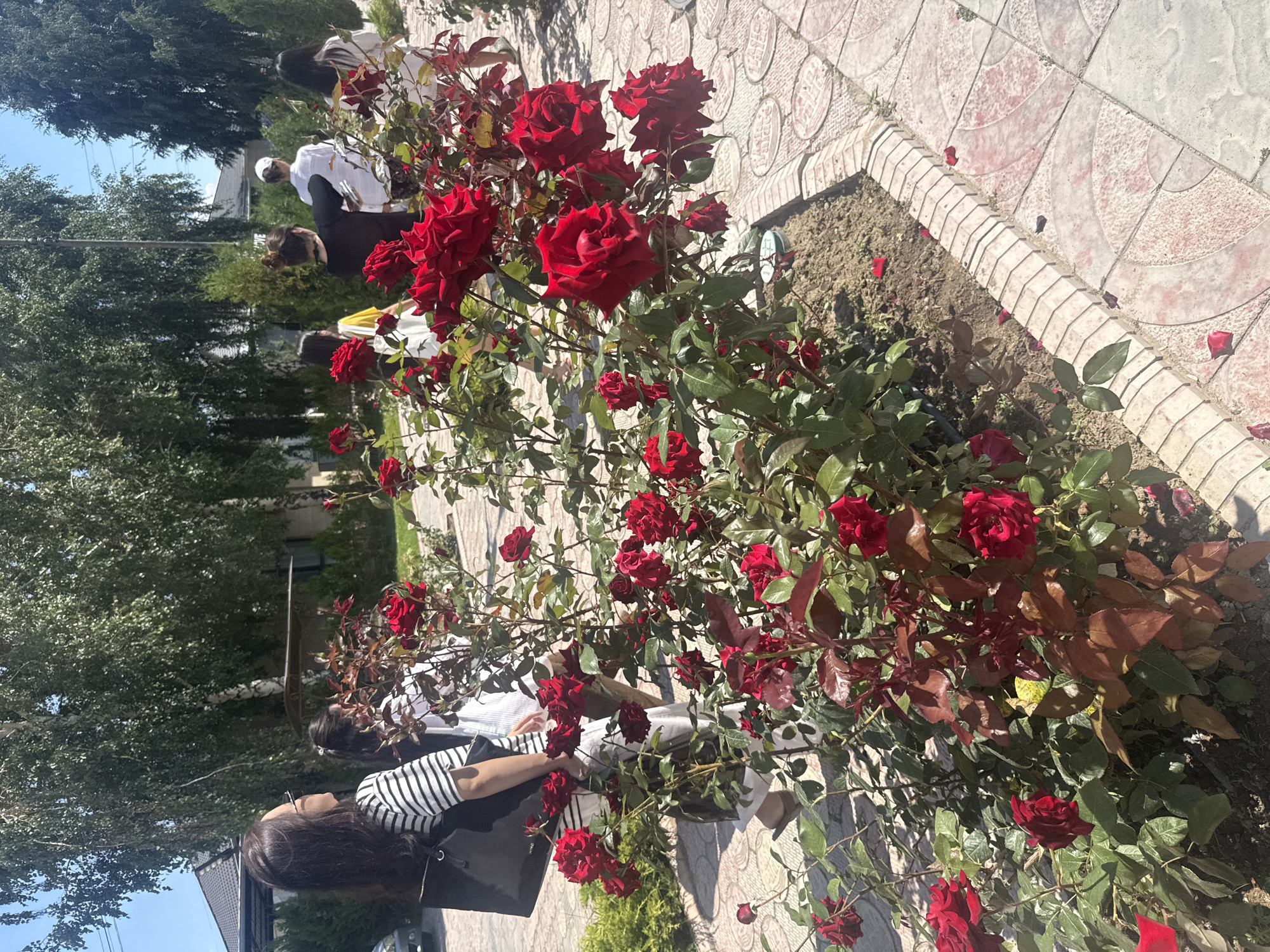 The image depicts an outdoor scene on a sunny day, likely in Sary-Oy, Kyrgyzstan, as indicated by contextual information. In the foreground, a vibrant rose bush with numerous deep red blooms is prominently featured. The roses are in various stages of bloom, with some fully open and others still forming buds. The bush has green and reddish-brown foliage.
Behind the rose bush, several individuals are visible, walking on a paved walkway. The walkway is constructed with patterned tiles in shades of pink and grey. A low brick border separates the walkway from a bed of soil where the rose bush is planted. Scattered rose petals are visible on the walkway and in the soil.
On the left side of the image, a woman with long, dark hair wearing glasses and a black and white striped shirt is seen from the side, carrying a black tote bag. Further back, other individuals are walking away from the camera. They appear to be dressed casually. One person is wearing a white shirt and a white cap.
In the background, tall trees with dense green foliage provide shade. A portion of a building with a dark roof is visible on the far left, and a fence or gate is partially seen behind some of the trees. The overall environment suggests a well-maintained garden or outdoor area, possibly a public space or private residence in a warm climate. The lighting indicates it is midday.