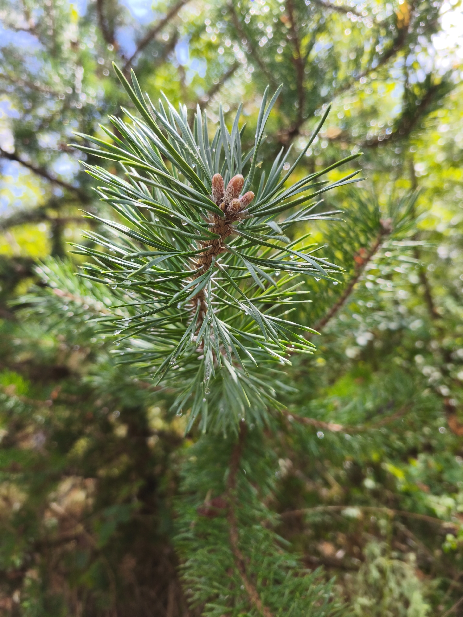 A close-up, low-angle shot focuses on a pine branch with long, green needles. The needles are coated with small water droplets, reflecting light. At the tip of the branch, several small, brown pine cones are visible. The background is a blurred, bokeh effect of green foliage and bright spots of light, suggesting an outdoor, natural setting bathed in sunlight. The image is taken in the city of Fontaine, France, likely in a park or natural area where pine trees are present. There are no people or specific actions depicted. The environment appears to be a forest or wooded area with lush vegetation.