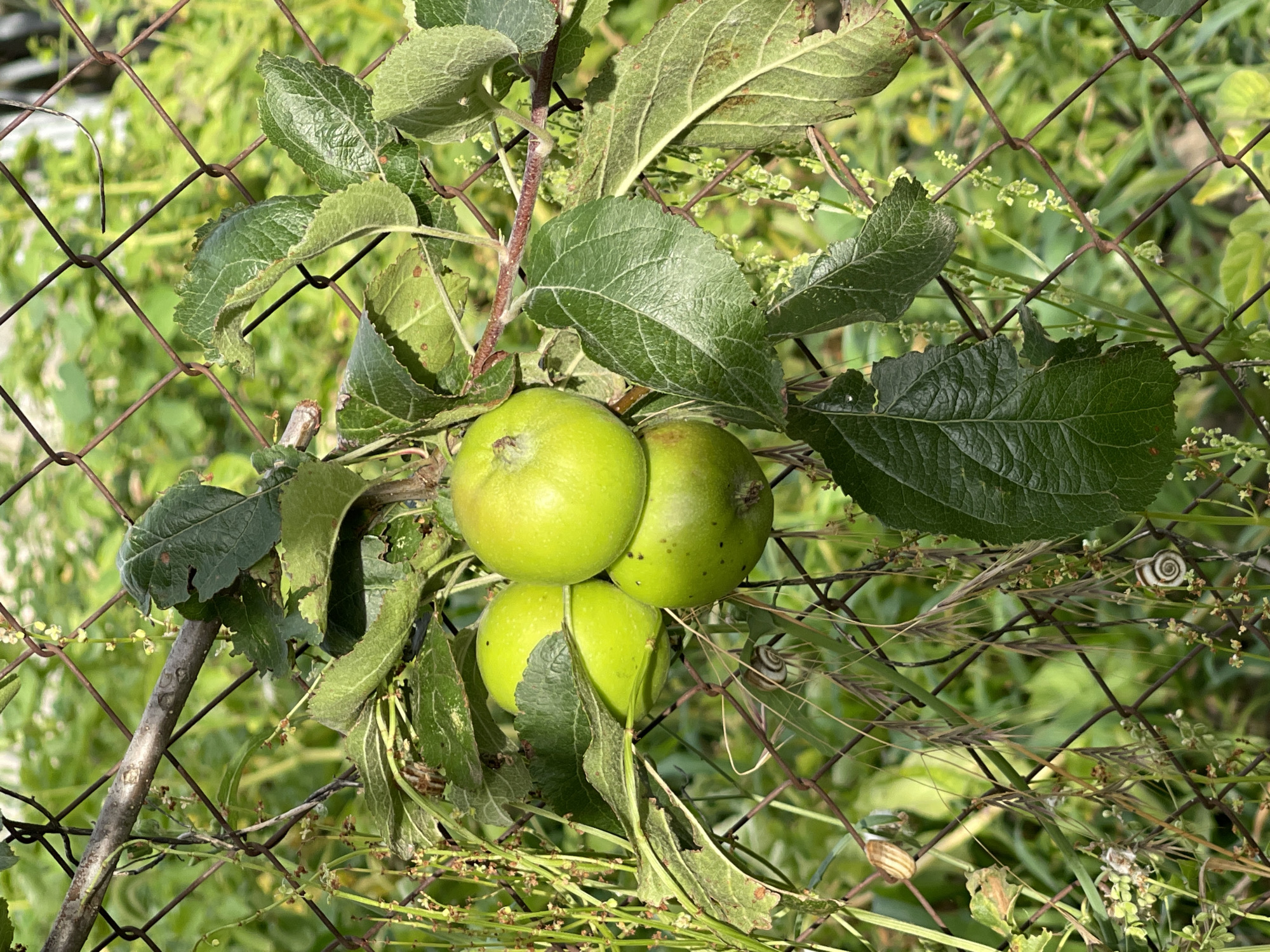 This is a close-up photograph of a cluster of unripe green apples hanging from a branch, partially obscured by a rusty wire fence. The apples are bright green and appear firm, with some showing small dark spots. Several large, textured green leaves with visible veins are also prominent in the frame, some appearing slightly damaged. The background is a soft blur of green foliage, suggesting an outdoor setting, likely a garden or orchard.
The sunlight appears to be coming from the right, casting some shadows and highlighting the textures of the leaves and apples. The overall impression is one of a natural, perhaps slightly unkempt, outdoor environment. The presence of the wire fence suggests a boundary or enclosure. Two small snails are visible on the fence, one with a distinct spiral shell. The image seems to capture a moment in time during daylight hours, with fair weather implied by the clear lighting. There is no visible text in the image. The setting is likely rural or suburban in Middle Russia, given the context provided.