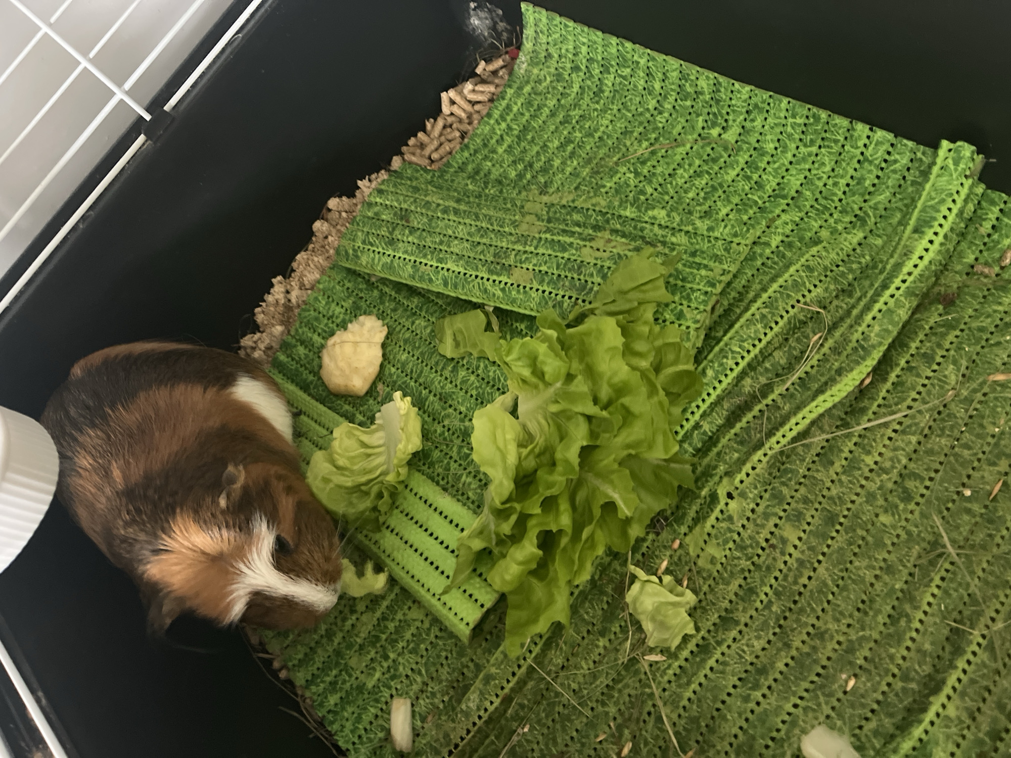 The image shows a guinea pig in a black enclosure. The enclosure is lined with a green, perforated mat and some wood shavings. A pile of lettuce is present next to the guinea pig. There is also a white bowl near the guinea pig. The location is unknown.
