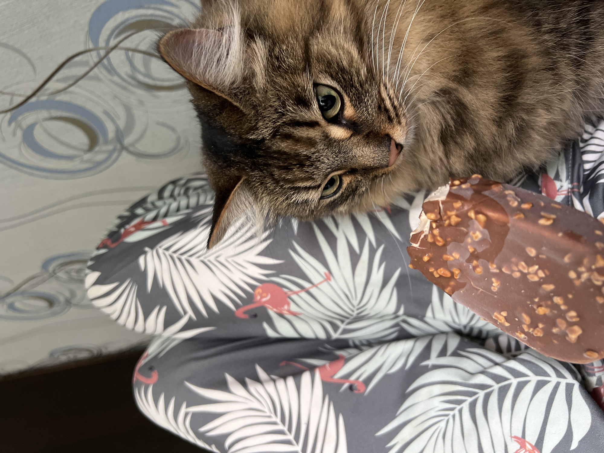 The image shows a close-up of a long-haired tabby cat with green eyes looking intently at a chocolate-covered ice cream bar with nuts. The cat is positioned to the right of the frame. In the background, to the left, are a person's legs wearing grey pajama pants with a pattern of white palm leaves and pink flamingos. The overall environment appears to be indoors, possibly a living room or bedroom, with a patterned wallpaper in the background. There is no information in the image to suggest a specific location in the city of Chaikovsky, Russia.