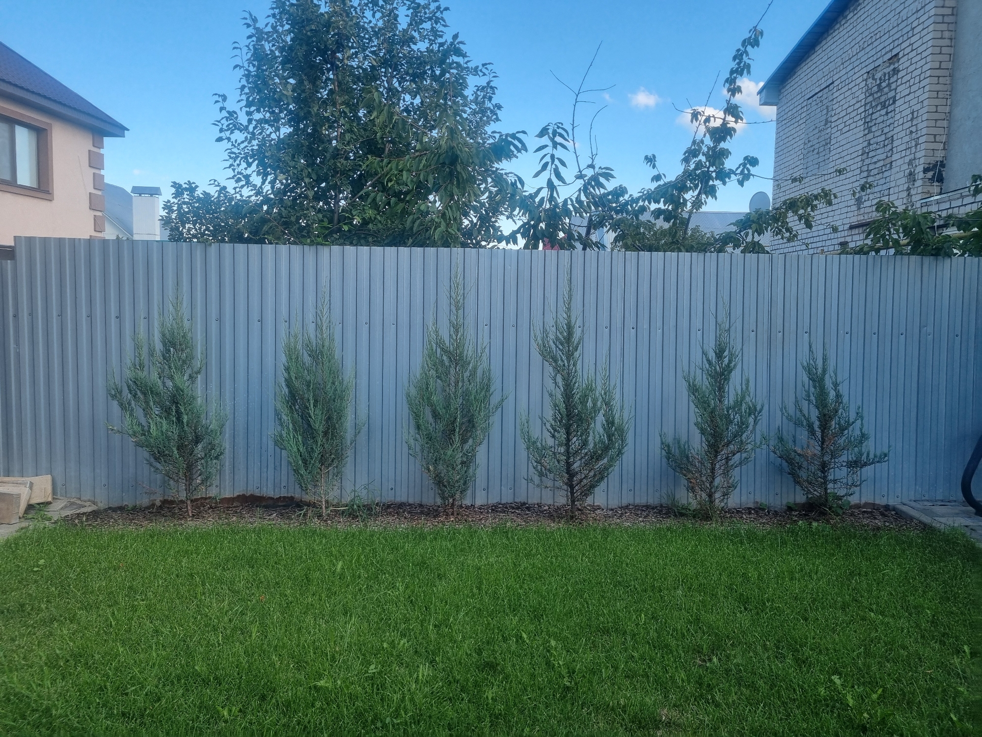 The image depicts a residential yard in Samara, Russia. A grey corrugated metal fence runs horizontally across the middle of the frame. In front of the fence, a row of six small evergreen trees, likely junipers, are planted in a strip of mulch. To the left of the fence, a portion of a house with beige siding and a brown roof is visible, along with a white chimney. Further to the right, the corner of a white brick building is visible. Behind the fence and trees, a dense canopy of green foliage from mature trees obscures the background. The foreground consists of a well-maintained green lawn. The sky above is clear blue with a few small white clouds. The scene appears to be a sunny day.