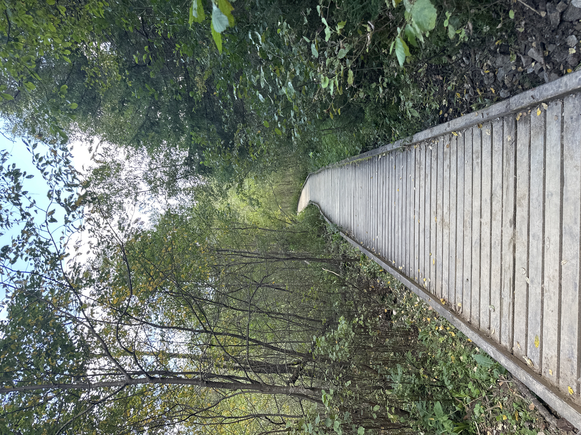 A wooden boardwalk curves through a dense forest with a canopy of green and yellowing leaves. The boardwalk is constructed of weathered wooden planks and is bordered by a dark metal strip on either side. Lush green foliage and undergrowth flank the boardwalk, with some fallen leaves scattered on the ground. The sky is visible through the trees in the upper portion of the image, appearing bright and possibly overcast. The scene depicts a natural environment, likely a park or trail, suitable for walking or hiking.