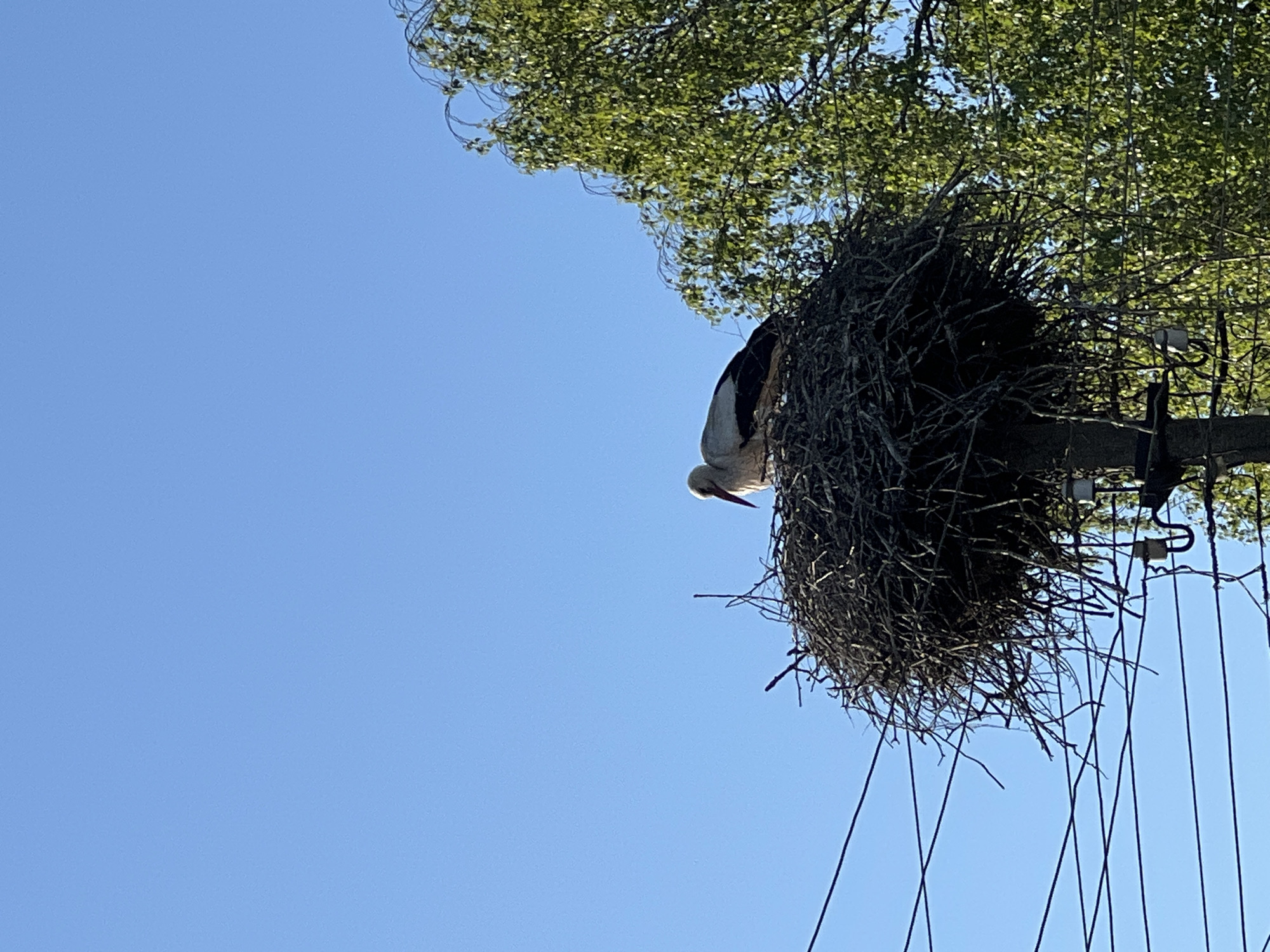 A stork nest is constructed on top of a utility pole in the city of Vertelka, Ukraine. A stork with white plumage and a long, pointed beak is partially visible inside the nest. The nest is made of dried branches and twigs. Power lines run alongside and beneath the nest. A tree is partially visible in the upper right corner. The sky is a clear, light blue.