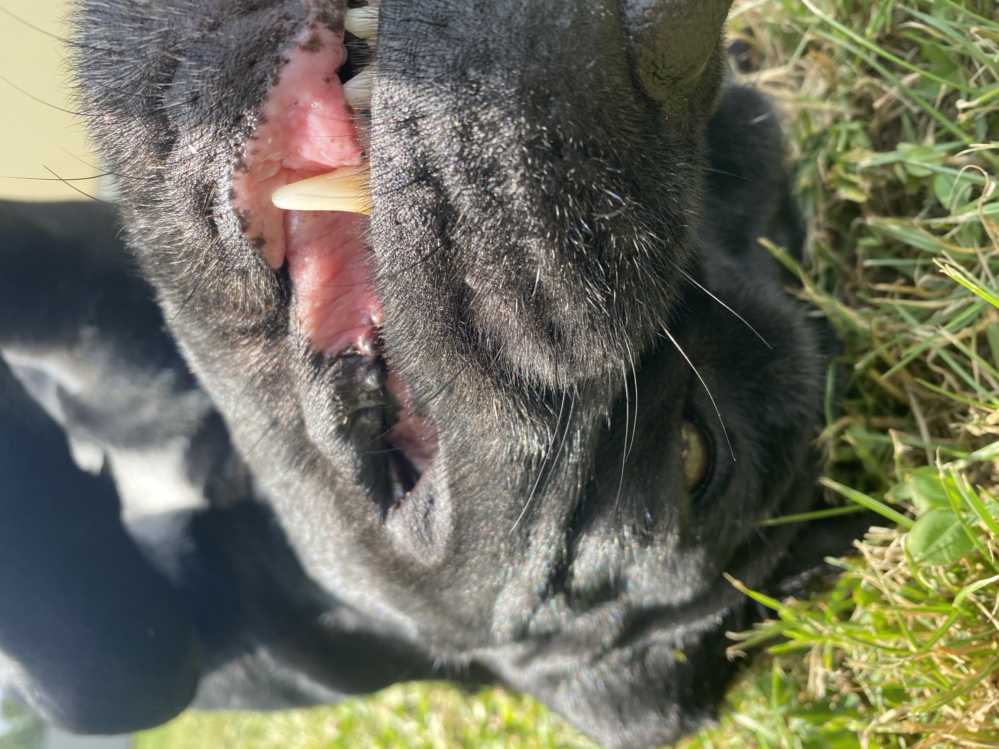 In a close-up, low-angle shot, a black dog lies on its back in green grass, its head tilted upwards. The dog's snout and mouth are prominently featured, with its lips pulled back to reveal its teeth and gums. The gums are a vibrant pink, with some slight discoloration visible. The dog's teeth appear white and sharp, with one prominent canine tooth in focus. The fur on the dog's face is dark and appears somewhat matted in places. The background consists of blurred green grass and a hint of a lighter-colored surface, possibly a fence or wall, suggesting an outdoor setting. The sunlight casts shadows and highlights on the dog's face, creating a textured and dynamic appearance. The overall impression is one of a relaxed and playful canine enjoying its time outdoors.