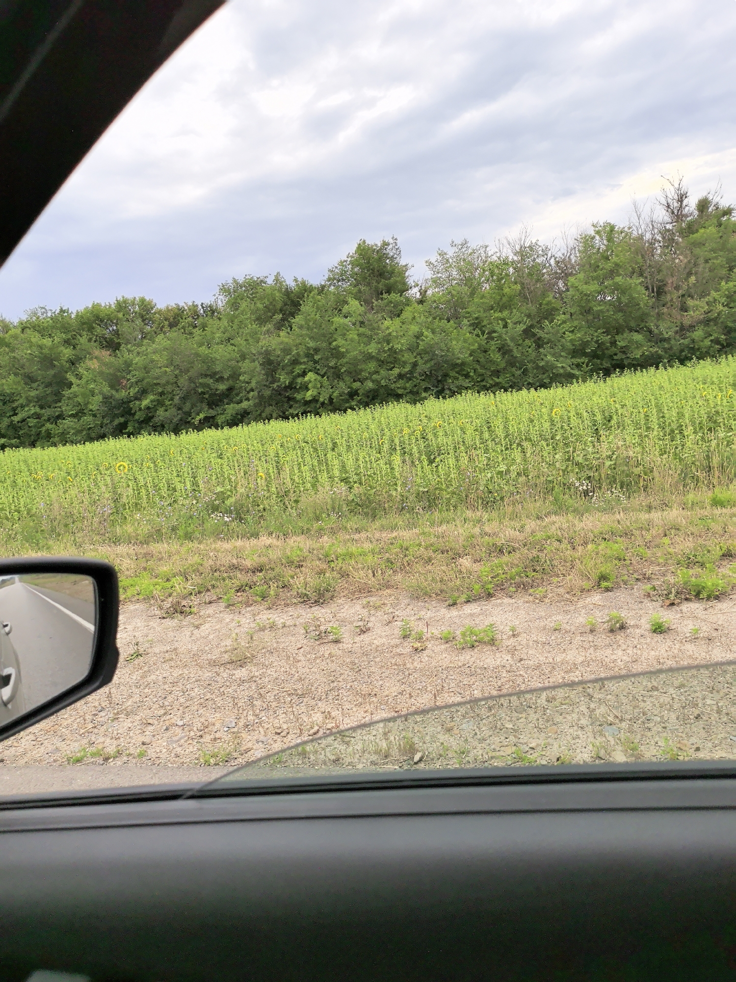 A car side mirror reflects a passing road and landscape under an overcast sky. The landscape features a dense line of green trees bordering a large field of tall green plants with occasional yellow sunflowers visible. The foreground shows a dirt shoulder with sparse vegetation and the interior of a vehicle, including the door panel and a reflection on the window.