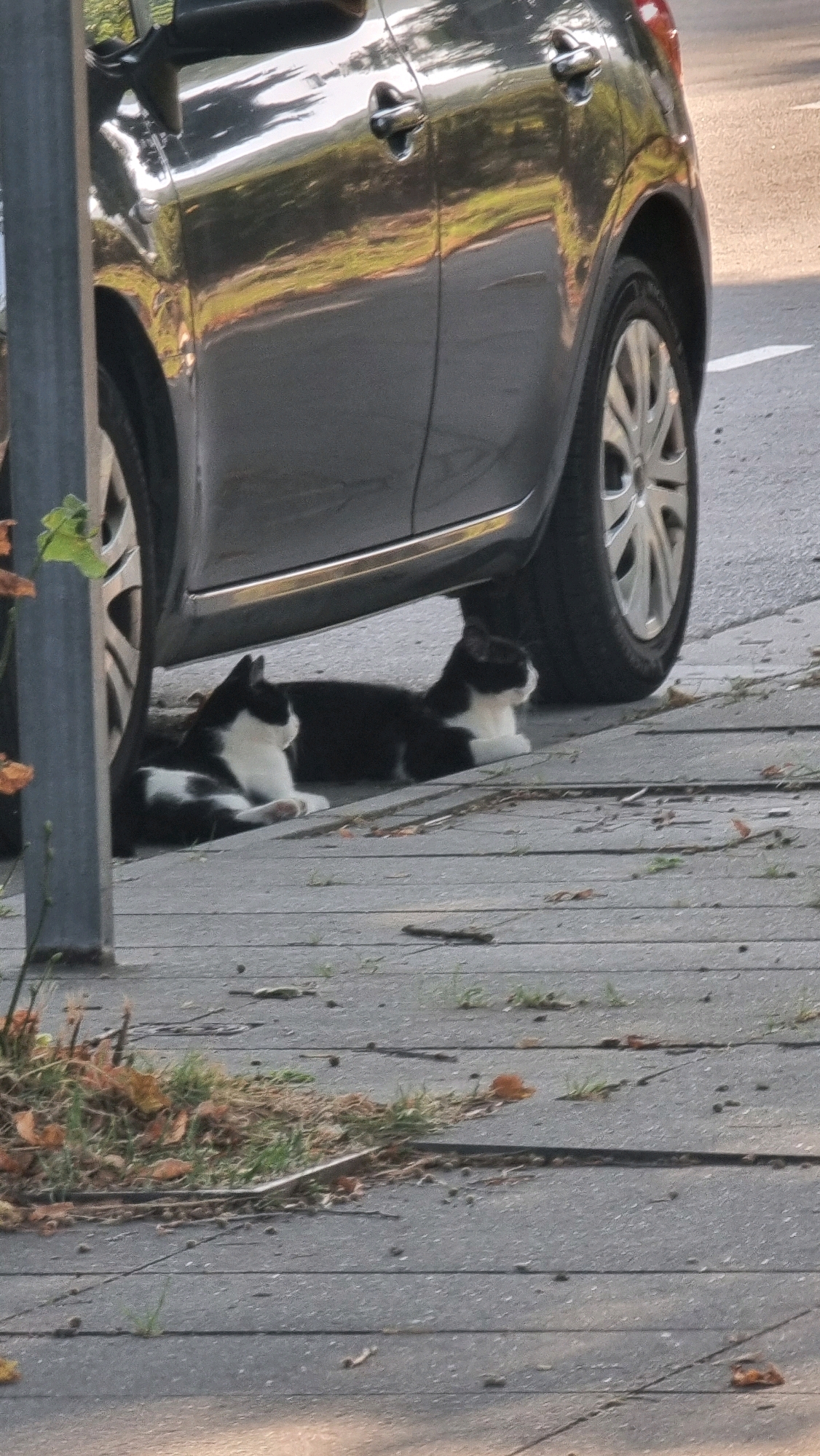 Two black and white cats are resting under a parked car on a sidewalk. The cat on the left is lying down with its body curled, while the cat on the right is sitting upright, looking to the right. The car is dark gray, and its reflection is visible on the side. The sidewalk is made of gray concrete slabs, with some dry leaves and grass growing between them. A metal pole is visible on the left side of the image. The scene appears to be in an urban environment, possibly in Sant Joan Les Fonts, Spain, given the context.