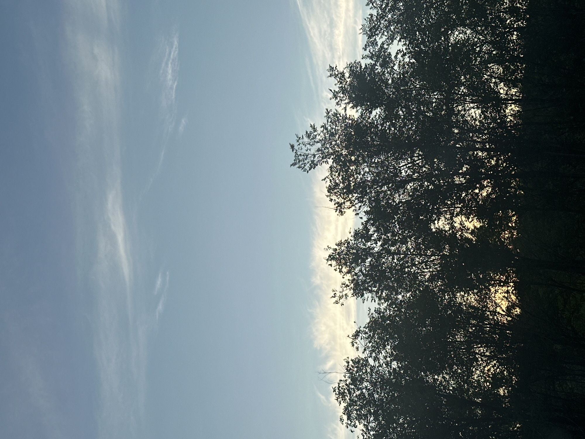 The image depicts a silhouetted view of a dense tree canopy against a soft blue sky. Wispy white clouds are scattered across the sky, suggesting a breezy day. The trees are dark and appear lush with leaves, creating a stark contrast with the lighter sky. Sunlight filters through the gaps in the foliage, illuminating patches of the sky with a warm, golden hue. This suggests that the photo was taken during either sunrise or sunset, as the light is soft and diffused. The perspective is from below, looking up into the trees and sky, which gives a sense of scale and immersion in nature. There are no people, objects, or text visible in the image. The scene evokes a feeling of tranquility and natural beauty.