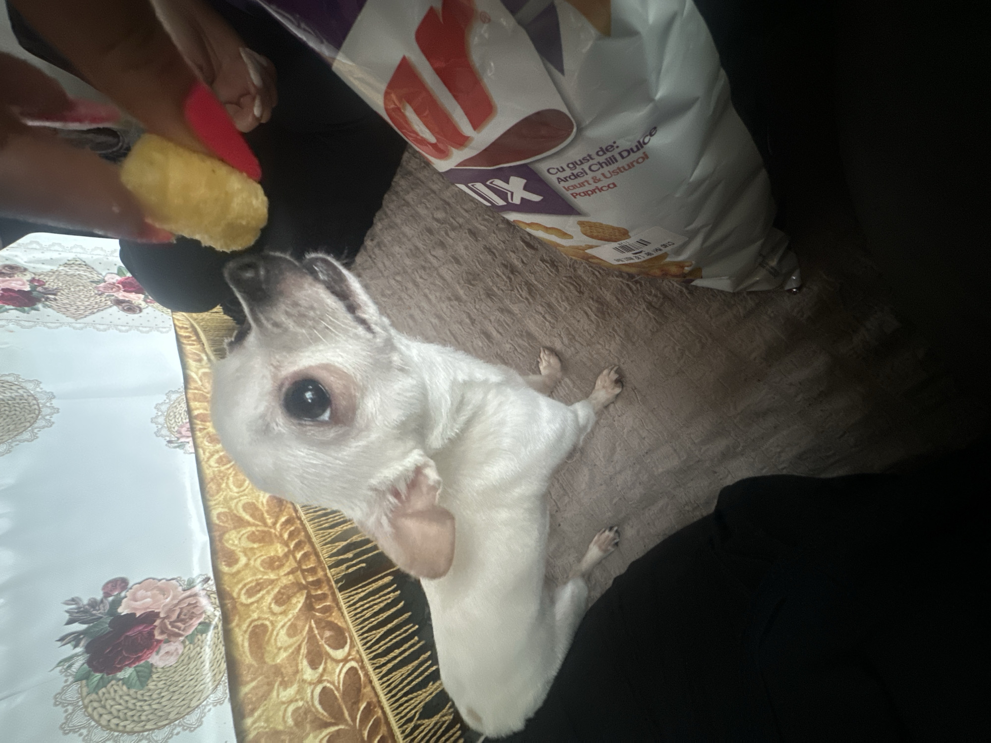 A light-colored, small dog is looking up towards a hand holding a cheese puff. Next to the dog is a bag of Unix brand chips that reads "Cu gust de: Ardei Chill Dulce & Usturoi Paprika." A decorative tablecloth with a floral pattern is near the dog. The dog and bag of chips are on a beige carpet. There is no evidence to suggest this image was taken in Chubra, Bulgaria.