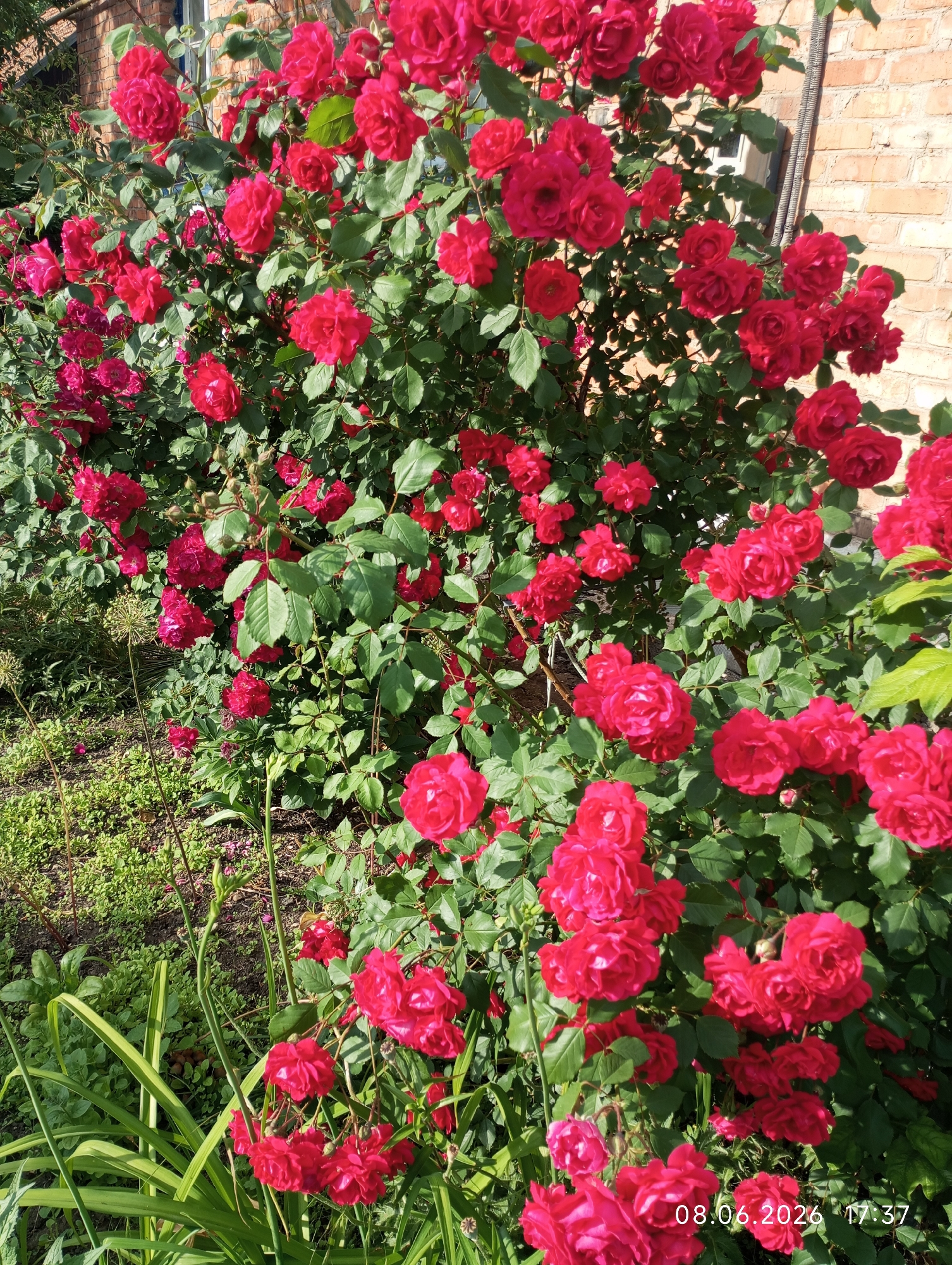 A close-up, eye-level shot captures a dense bush of vibrant red roses situated in a garden. The roses are in full bloom, with many flowers clustered together, creating a rich tapestry of deep red petals against a backdrop of lush green leaves. The bush is positioned in front of a textured brick wall, suggesting it is part of a residential or public garden area. The lighting indicates it is daytime, likely sunny, given the bright illumination of the petals and leaves. The bottom right corner of the image displays a timestamp, "08.06.2026 17:37," indicating the date and time the photograph was taken. The overall impression is one of natural beauty and abundance, with the roses serving as the focal point. This scene is situated in Kryvyi Rih, Ukraine.