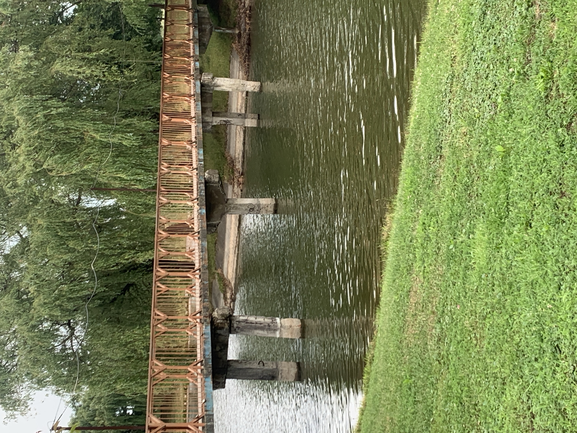 An outdoor scene in Kolomyia, Ukraine features a concrete bridge with a weathered orange metal railing spanning over a body of green water. The bridge is supported by several thick concrete pillars that are partially submerged in the water. The water's surface is rippled, reflecting the overcast sky and the lush green foliage of willow trees that hang over the water's edge, creating a dense canopy. In the foreground, a neatly trimmed lawn slopes gently down towards the water. The overall impression is one of a quiet, natural setting within a park or recreational area.