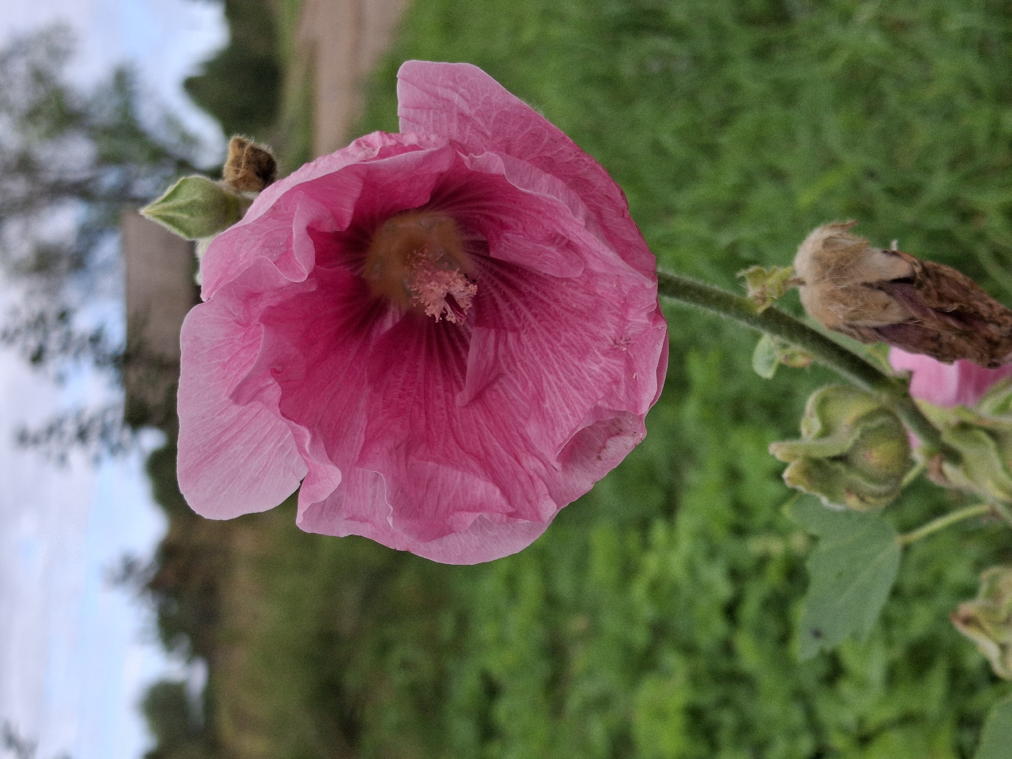 A close-up, slightly elevated, eye-level shot focuses on a single, large, vibrant pink hollyhock flower. The petals are soft and crinkled, revealing a delicate texture and radiating lines. In the center of the flower, a cluster of stamens is visible, some appearing slightly fuzzy and lighter in color. The flower is attached to a thick, green stem that extends downwards and slightly to the left. Below the main bloom, several developing buds and withered seed pods are present on the stem. The background is softly blurred, creating a shallow depth of field. It depicts a rural setting, with lush green foliage dominating the middle ground. Further in the distance, a dirt road curves to the right, and a light-colored building with a dark roof is partially visible among trees. The sky above is overcast with patches of light blue. The scene is situated in the village of Plishkino, Russia, characterized by its natural, somewhat wild environment. There are no people or animals present in the image.