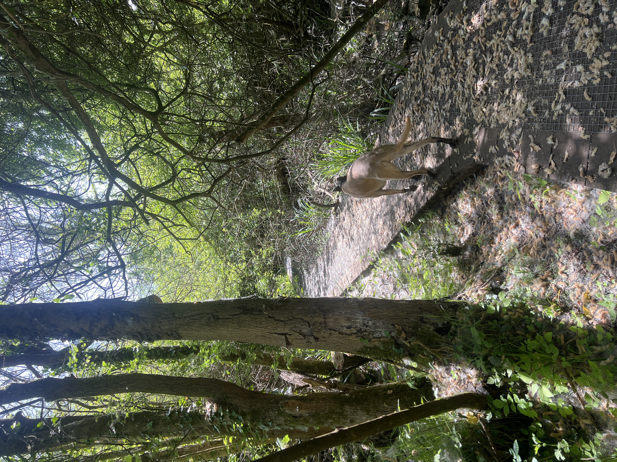 The image depicts a dog walking along a narrow walkway in a wooded area. The walkway appears to be constructed of wooden planks covered in a wire mesh, and is strewn with cottonwood seeds. The dog is light brown and has a black collar. The woods consist of dense trees and foliage, with some areas of bright sunlight filtering through. The location is likely in a naturalized area within Ipswich, United Kingdom, given the local flora and presence of cottonwood seeds, which are common in the region during certain seasons.