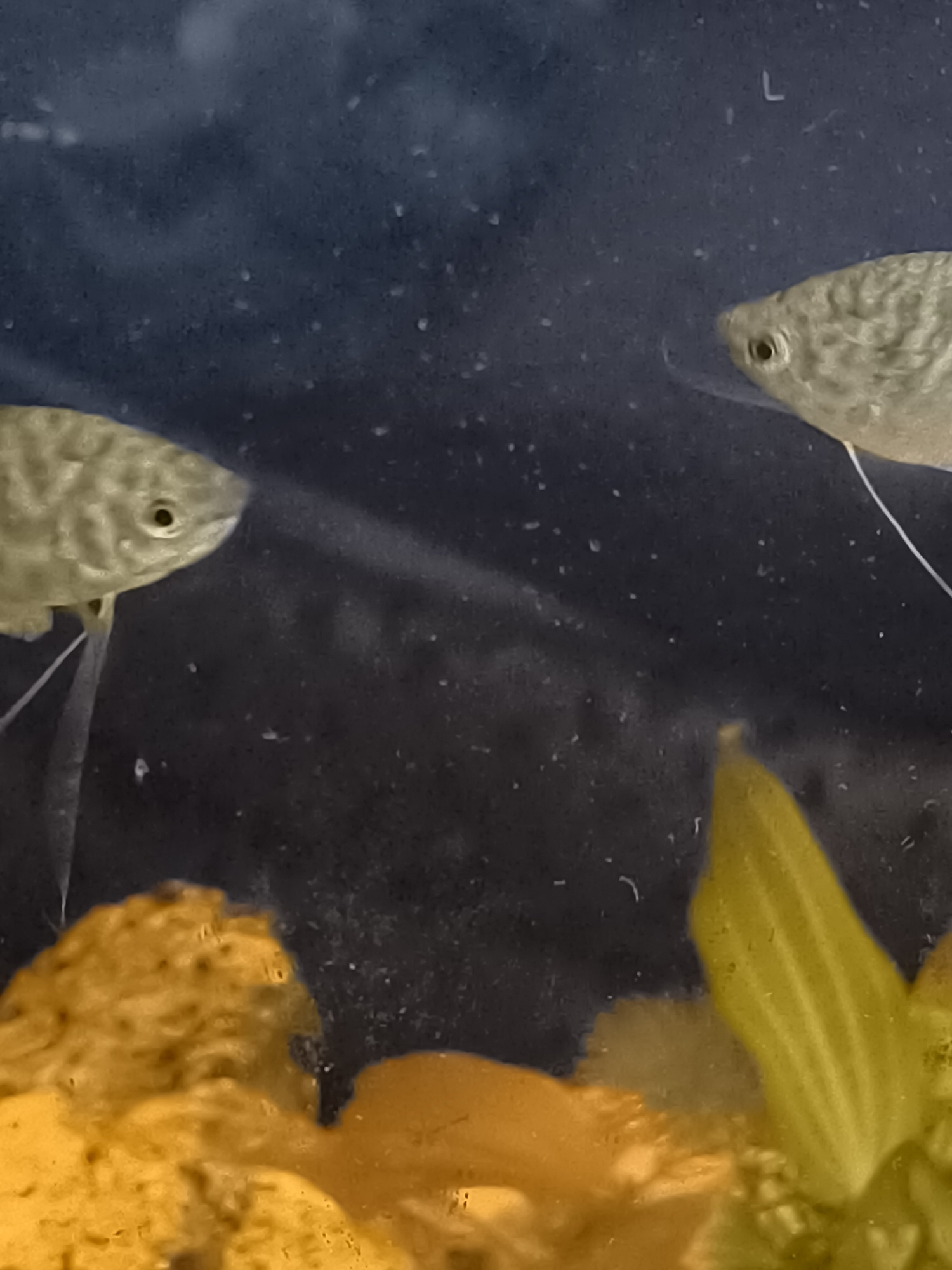 The image shows two small, light-colored fish in an aquarium. The fish are positioned in the upper half of the frame, with one on the left and another on the right. Both fish have visible eyes and fins. In the foreground, at the bottom of the image, there are yellow and orange textured objects, possibly artificial aquarium decorations or plant material. The background is dark and appears out of focus, with small white specks visible throughout, likely debris or bubbles in the water. There is no information about the location in Klaipėda, Lithuania, as the image is an indoor shot of an aquarium and does not contain any external environmental cues.