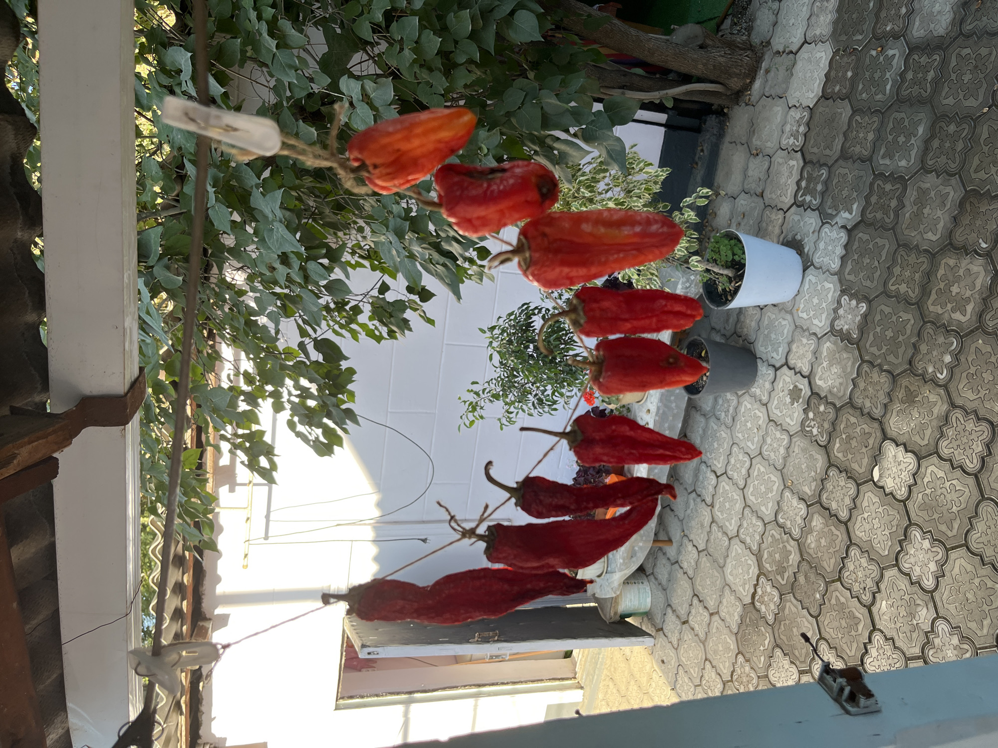 In an outdoor setting possibly in Төмөнкү Ала-Арча, Kyrgyzstan, several red chili peppers are hanging to dry on a clothesline. The peppers are strung together with twine and suspended from a metal rod. Some are long and slender, while others are shorter and more stout, indicating they are of different varieties or stages of drying. They are hanging against a backdrop of a white wall and lush green foliage from a tree. The ground is paved with decorative grey tiles. In the foreground, a partially open door with a white frame and a metal latch is visible. The scene appears to be a domestic outdoor space, likely a backyard or patio, where food is being preserved.