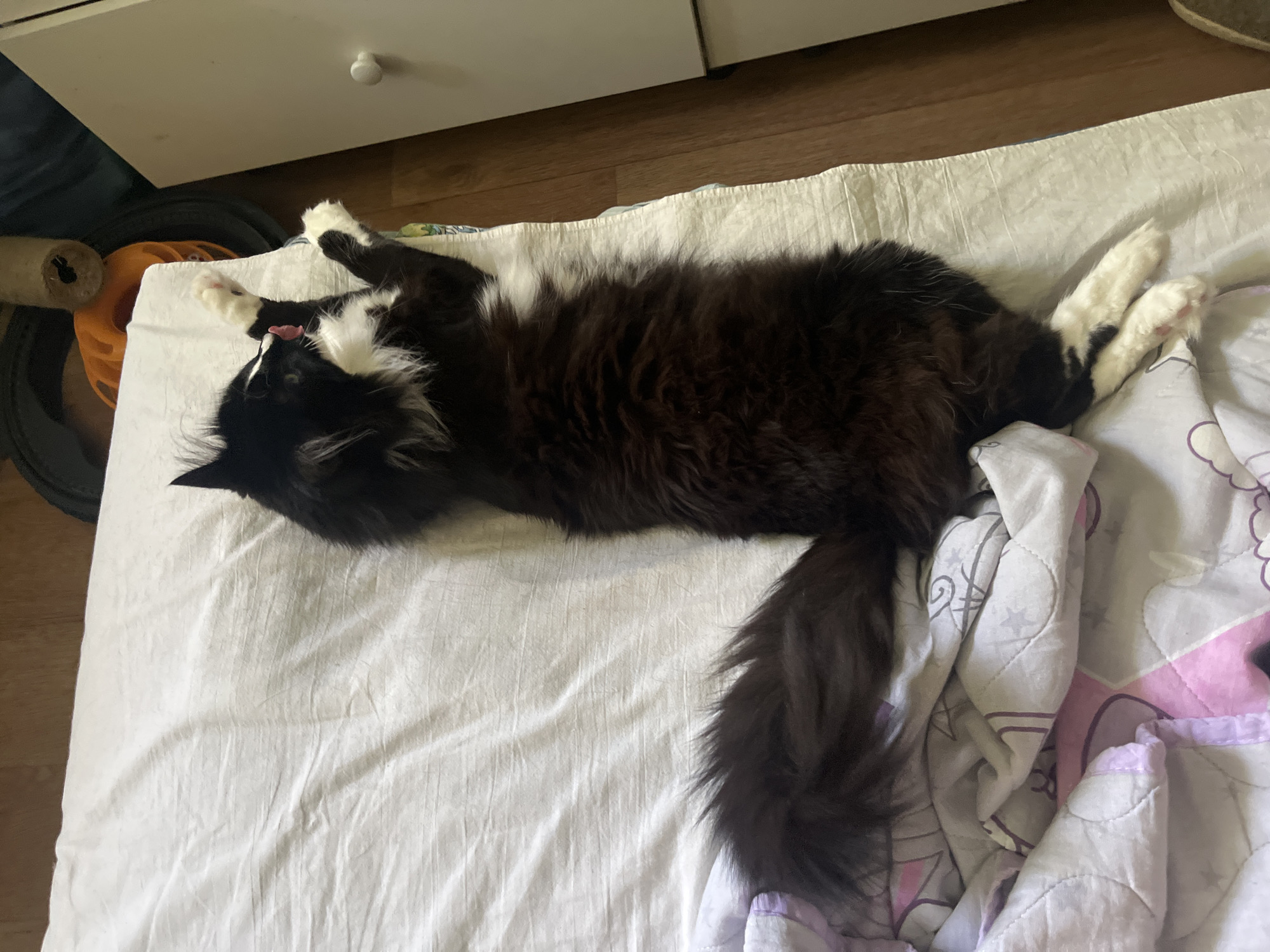 A long-haired black and white cat lies on its back on a white sheet with a patterned blanket. The cat's head is tilted back, its mouth is open, and its tongue is sticking out. The cat's front paws are extended upwards, and its back paws are tucked in. The background shows a wooden floor, a dresser, and a cat tree. The scene appears to be indoors in a bedroom.