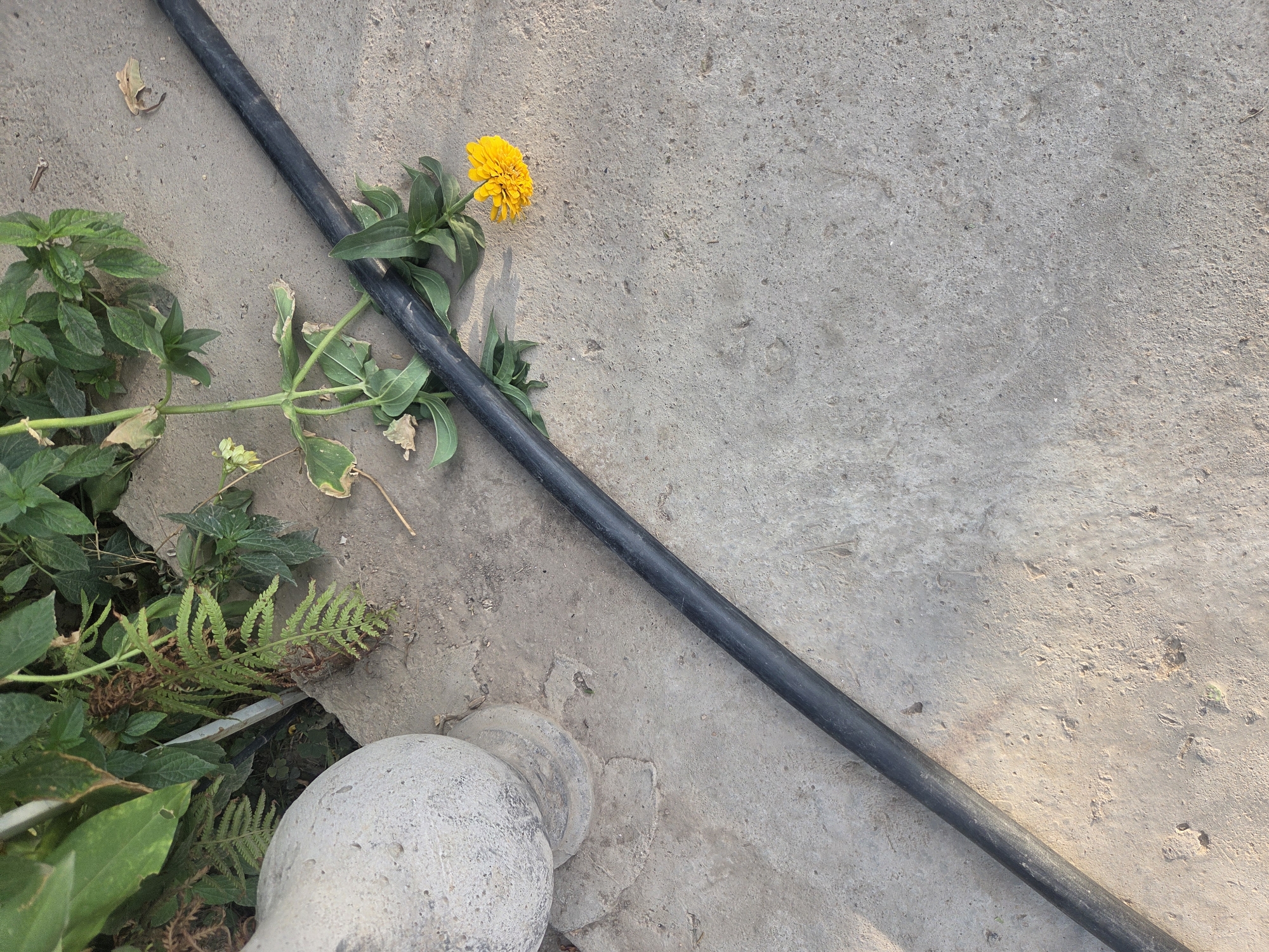 A high-angle shot shows a black hose lying diagonally across a concrete surface, with plants and a decorative stone on the left. A single yellow flower is blooming near the hose on the right side of the frame. The scene appears to be in an outdoor urban setting, possibly a garden or courtyard, within the city of Shymkent, Kazakhstan. The concrete is weathered, and the plants are lush and green, suggesting a warm climate.