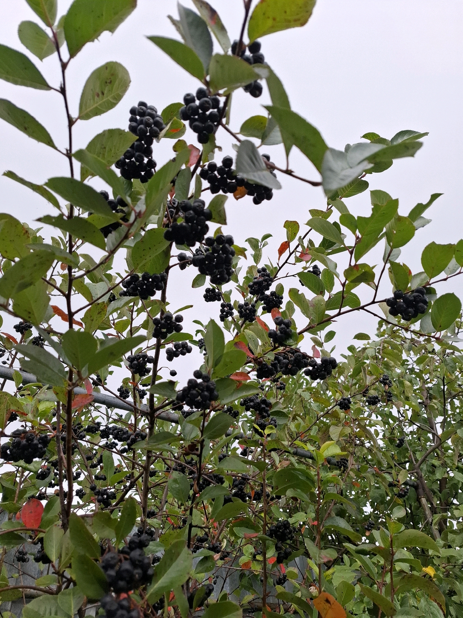 The image depicts a close-up view of an aronia berry bush laden with dark purple berries, set against a backdrop of a pale, overcast sky. The bush has abundant green leaves, some showing hints of red and yellow, suggesting an autumn setting. The berries are clustered together in small bunches. The setting is outdoors, with branches and foliage filling the frame. There is no indication of the specific location within Romantik, Russia, or any presence of people or actions. The image appears to be a naturalistic capture of the fruit-bearing plant.