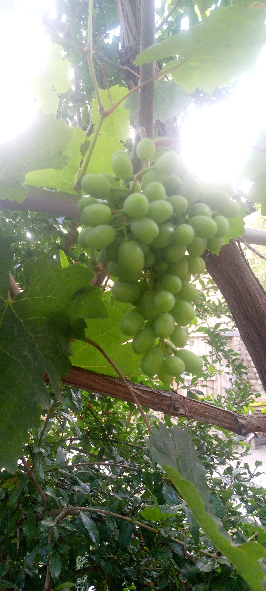 A cluster of green grapes hangs from a vine, backlit by bright sunlight. The grapes are round and small, indicating they are not yet ripe. The vine has large, green leaves, and a thick, brown branch runs horizontally across the image. In the background, other green foliage and a rustic wooden fence are visible, suggesting an outdoor setting, likely a garden or vineyard. The overall scene is natural and agricultural.