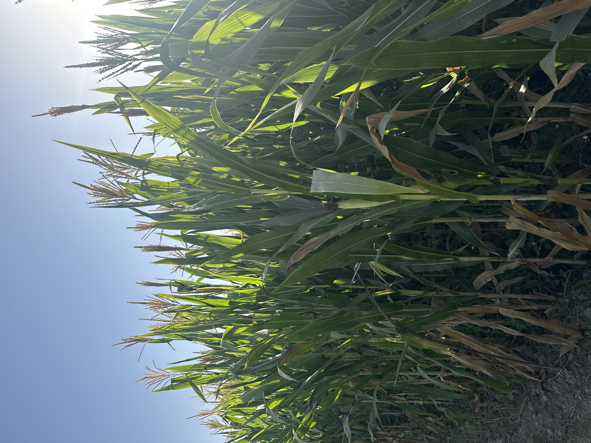 The image depicts a field of corn under a clear blue sky. The corn stalks are tall and green, with some dried leaves at the bottom. The sun is shining brightly, casting light and shadows across the field, and is visible in the upper right corner of the image. The scene appears to be a rural agricultural area. The location is identified as Zarnisor, Tajikistan. There are no people or animals visible in the image, nor are there any buildings or man-made structures other than what might be implied by an agricultural field.