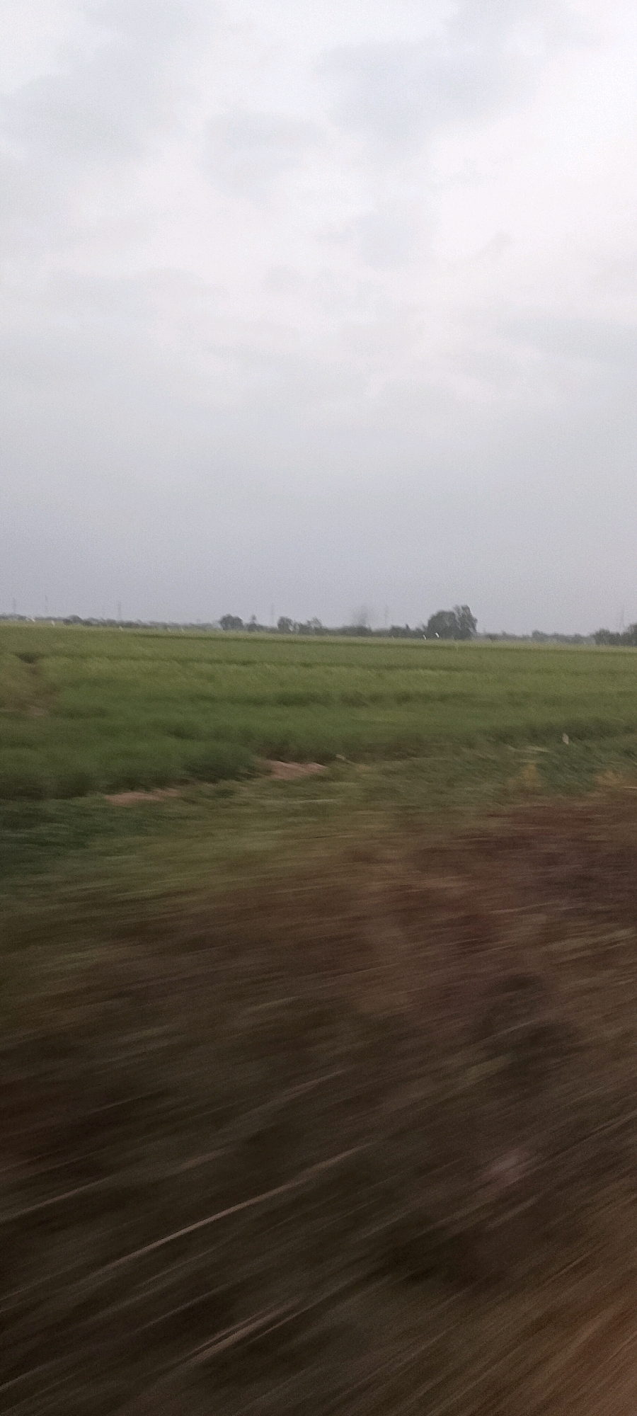 The image depicts a blurred, motion-induced view of a rural landscape. The foreground is dominated by streaks of brown and dark green, suggesting rapid movement past vegetation. In the midground, a vast, green field stretches horizontally, with subtle variations in tone and texture indicating crops or grass. A faint line of trees and structures marks the horizon, suggesting a settled area in the distance. The sky above is overcast, a uniform pale gray with no discernible features. There are no people, animals, or specific objects clearly visible due to the motion blur. The scene is characteristic of a view from a moving vehicle in a flat, agricultural region.