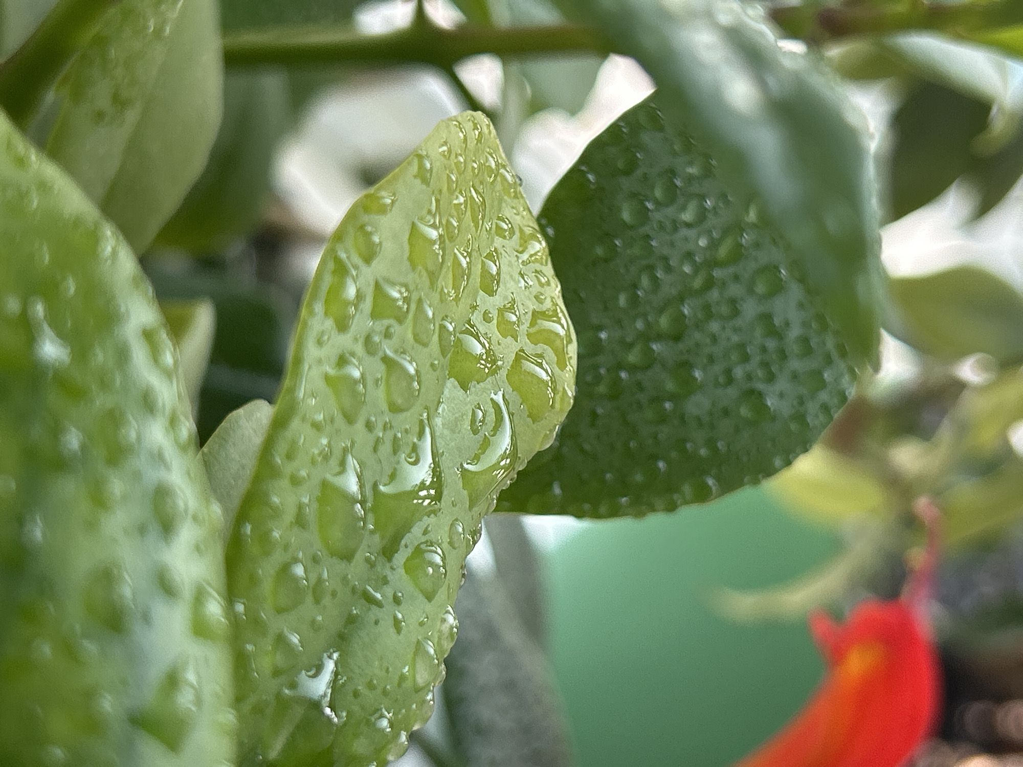 A close-up, macro photograph features several vibrant green plant leaves covered in numerous glistening water droplets. The droplets are of varying sizes and shapes, reflecting the light and highlighting the texture of the leaves. In the background, a blurred red flower with hints of orange is visible, as well as a soft green surface. The lighting suggests a natural, possibly diffused light source. The image provides a detailed view of the plant's surface and the effect of water on its leaves. The location in Kemerovo, Russia is not determinable from the image content.