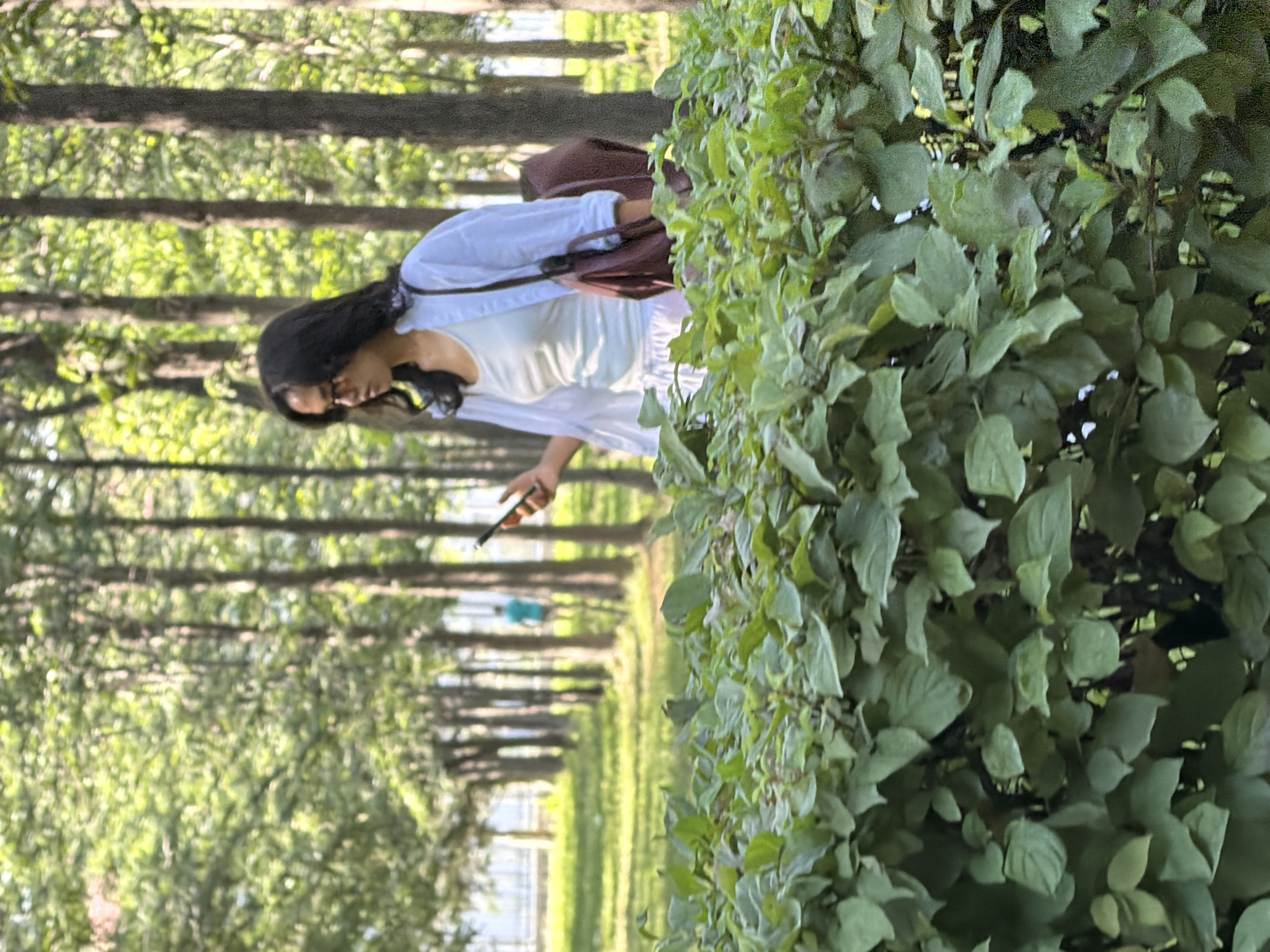 A full shot shows a woman walking in a park. The woman is wearing a white top and a white open shirt, and has a maroon bag over her shoulder. She is looking down at her phone, which she is holding in her right hand. The woman is walking in front of a row of trees, and a hedge is in the foreground of the image. A person wearing a blue shirt can be seen in the background, walking between the trees. The scene is outdoors, with sunlight filtering through the trees.