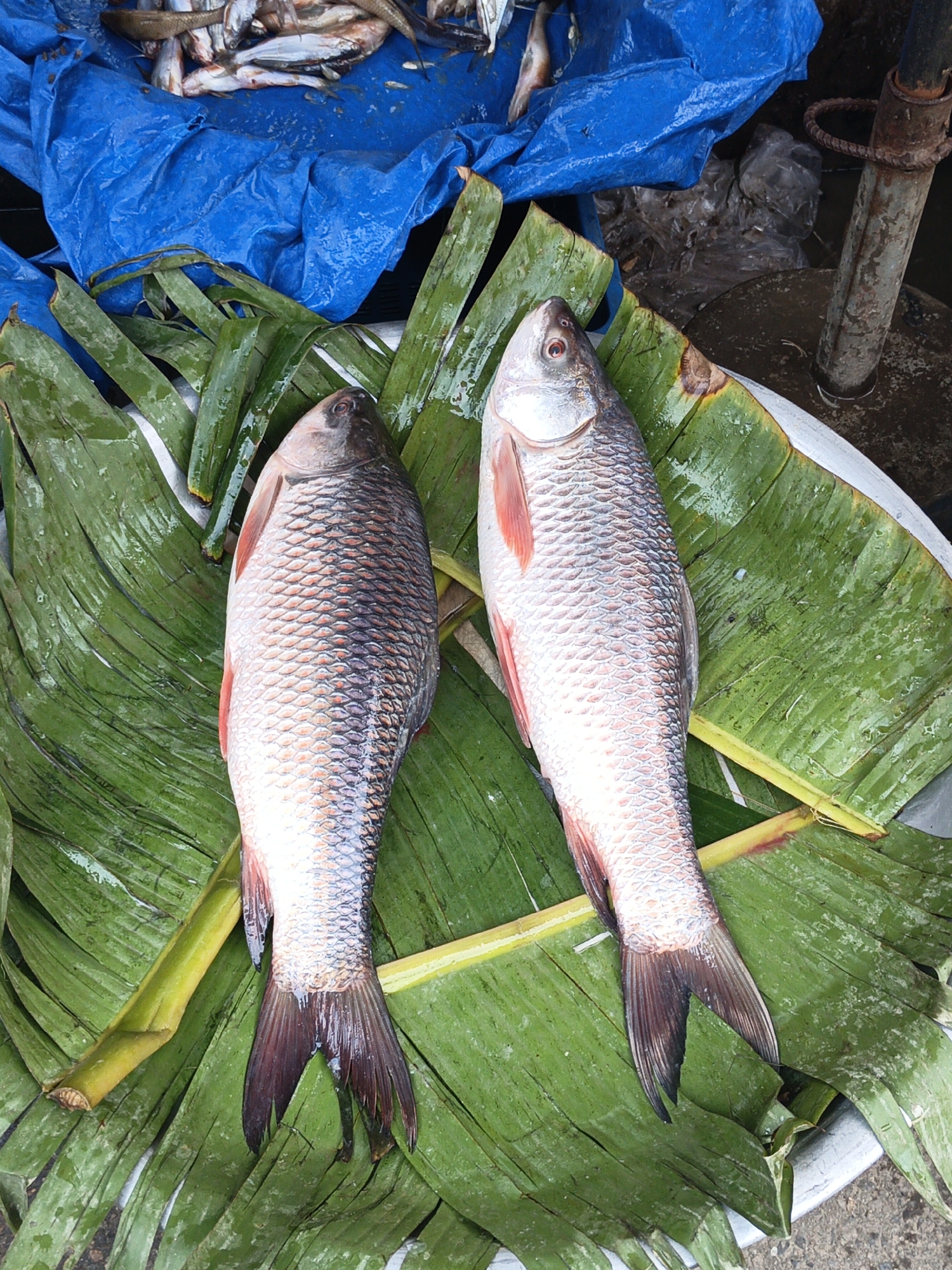 The image shows two rohu fish lying on banana leaves in a silver bowl. The fish have silver scales with red fins. Behind the fish is a blue plastic sheet with smaller fish on top. The location is likely a market or fish stall. The city is Unknown, Unknown.