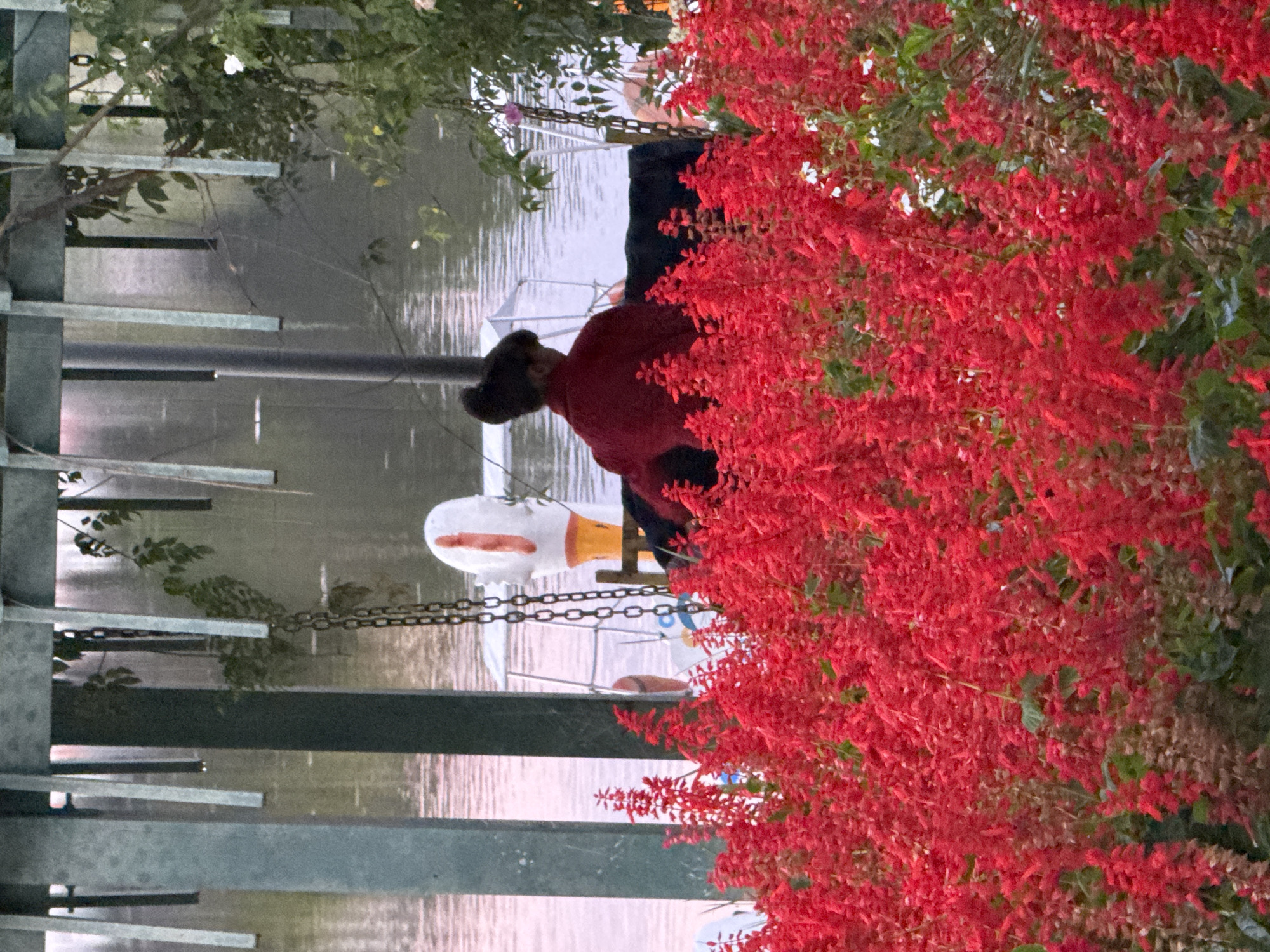 The image depicts a scenic view of a flower garden with a body of water and a person in the background. Red salvia flowers dominate the foreground, forming a dense carpet of vibrant color. Beyond the flowers, a calm body of water reflects the soft light, possibly a lake or pond within Da Lat, Vietnam. In the middle ground, a person wearing a red jacket and a dark bun hairstyle is seated facing away from the camera, looking towards the water. Behind the person, a white swan-shaped paddle boat with an orange beak and stripe is visible, suggesting a recreational area. The background shows a naturalistic setting with trees and vegetation, hinting at a park or botanical garden environment in Da Lat. The overall atmosphere is serene and picturesque, typical of the flower city's natural beauty.