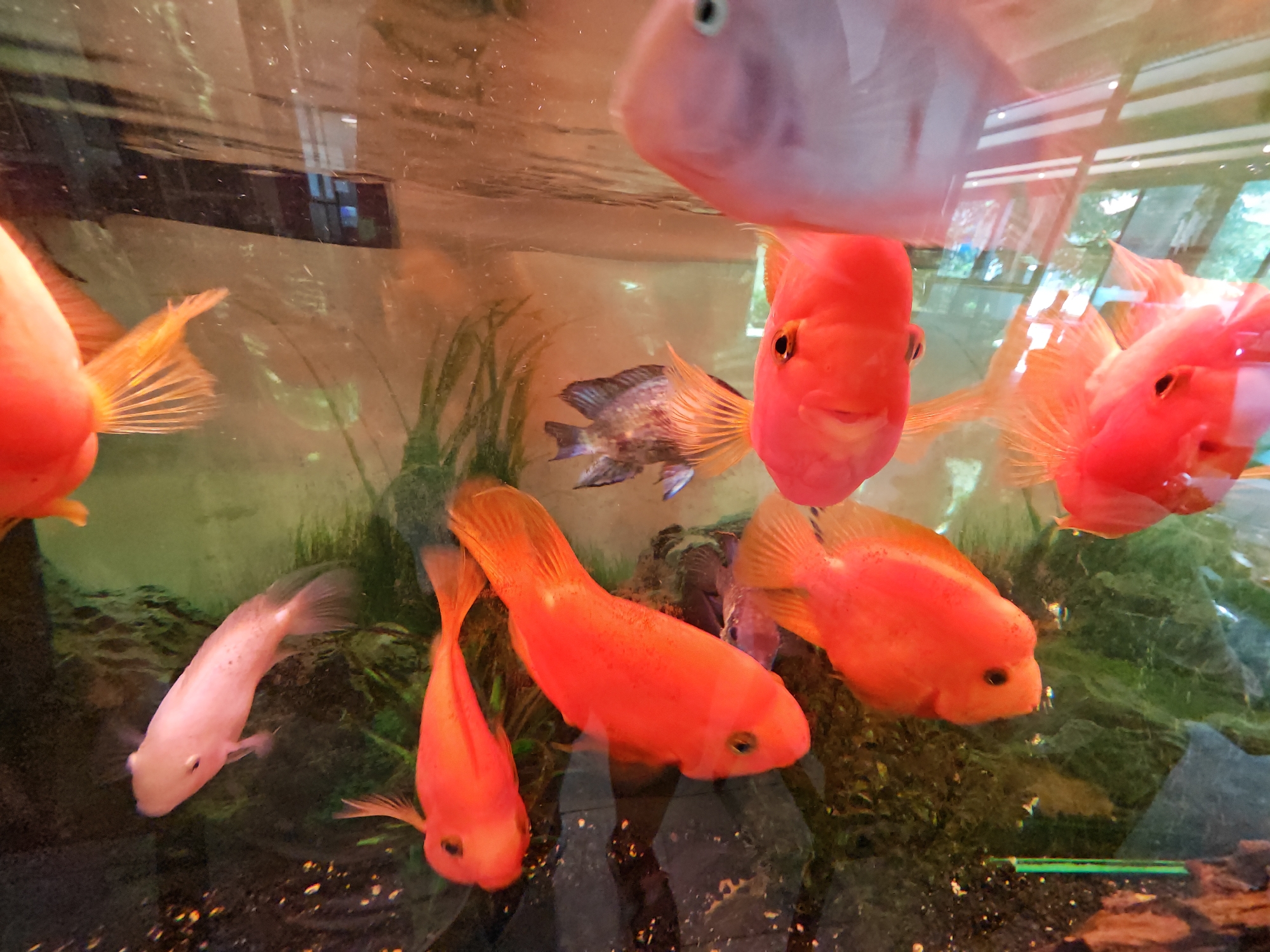 This detailed image captures an underwater perspective within an aquarium, featuring a diverse group of cichlid fish, predominantly red/orange Parrot Cichlids and lighter-hued variants. The scene is situated in Sofia, Bulgaria.
The foreground is dominated by several fish actively interacting with the camera's presence. A large, pale pinkish-white cichlid is positioned prominently at the top, facing forward, its left eye and partially open mouth visible. Directly below and to its right, a bright red Parrot Cichlid is similarly oriented, presenting its left eye and characteristic 'O' shaped mouth. To the far left, the fanned caudal fin and posterior body of another red/orange cichlid are partially cropped.
In the mid-ground, a slender, light pinkish-white fish with sparse dark spots swims towards the lower left. Below it, a large, elongated red/orange Parrot Cichlid moves horizontally leftward. Further to the lower left, a smaller red/orange Parrot Cichlid is oriented vertically downwards. A dark-colored, patterned cichlid is visible in the background, swimming horizontally leftwards between the other fish.
The aquarium features a dark gravel substrate at the bottom, partially covered by green aquatic plants and darker rock-like structures in the mid-ground and background, simulating a natural habitat. The water appears clear, though some particulate matter is visible. Prominent reflections on the water's surface and the glass reveal architectural elements, including window frames and glass panels, indicating an indoor setting with external light sources. These reflections exhibit subtle blue and green tints. No human figures are present within the frame.