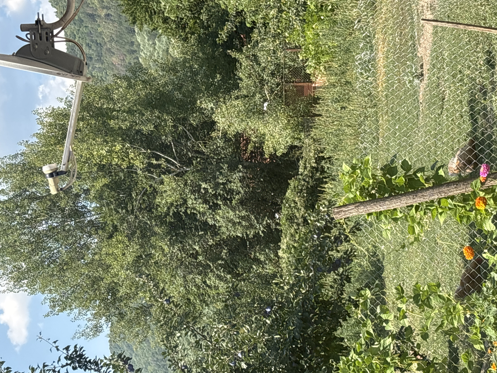 The image captures a scene in Vidrare, Bulgaria, dominated by lush green foliage and trees under a partly cloudy sky. In the foreground, a chain-link fence encloses a grassy area with some plants and flowers. A wooden post supports part of the fence. In the middle ground, dense vegetation and trees are visible, with a glimpse of a gate in the distance. A satellite dish is mounted on a pole, pointing towards the sky. The background consists of rolling, tree-covered hills. The overall impression is of a rural or semi-rural setting.