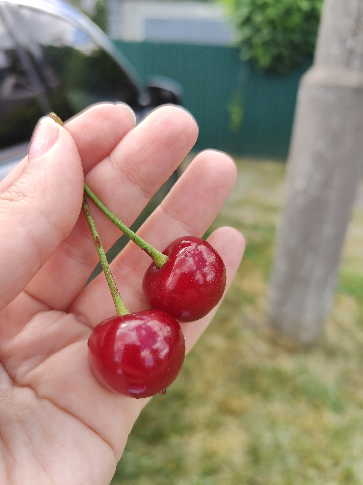 A pair of ripe cherries with green stems are held in a person's left hand, with the fingers splayed. The cherries are a deep red color and appear slightly glossy, with small water droplets visible on the lower cherry. The stems have small brown marks. In the background, a blurred dark object, possibly a car, is visible to the left, and a green fence and out-of-focus foliage are to the right. A portion of a grey, textured pillar is also visible in the background to the far right. The ground is covered in green and yellowed grass, with some dappled sunlight.