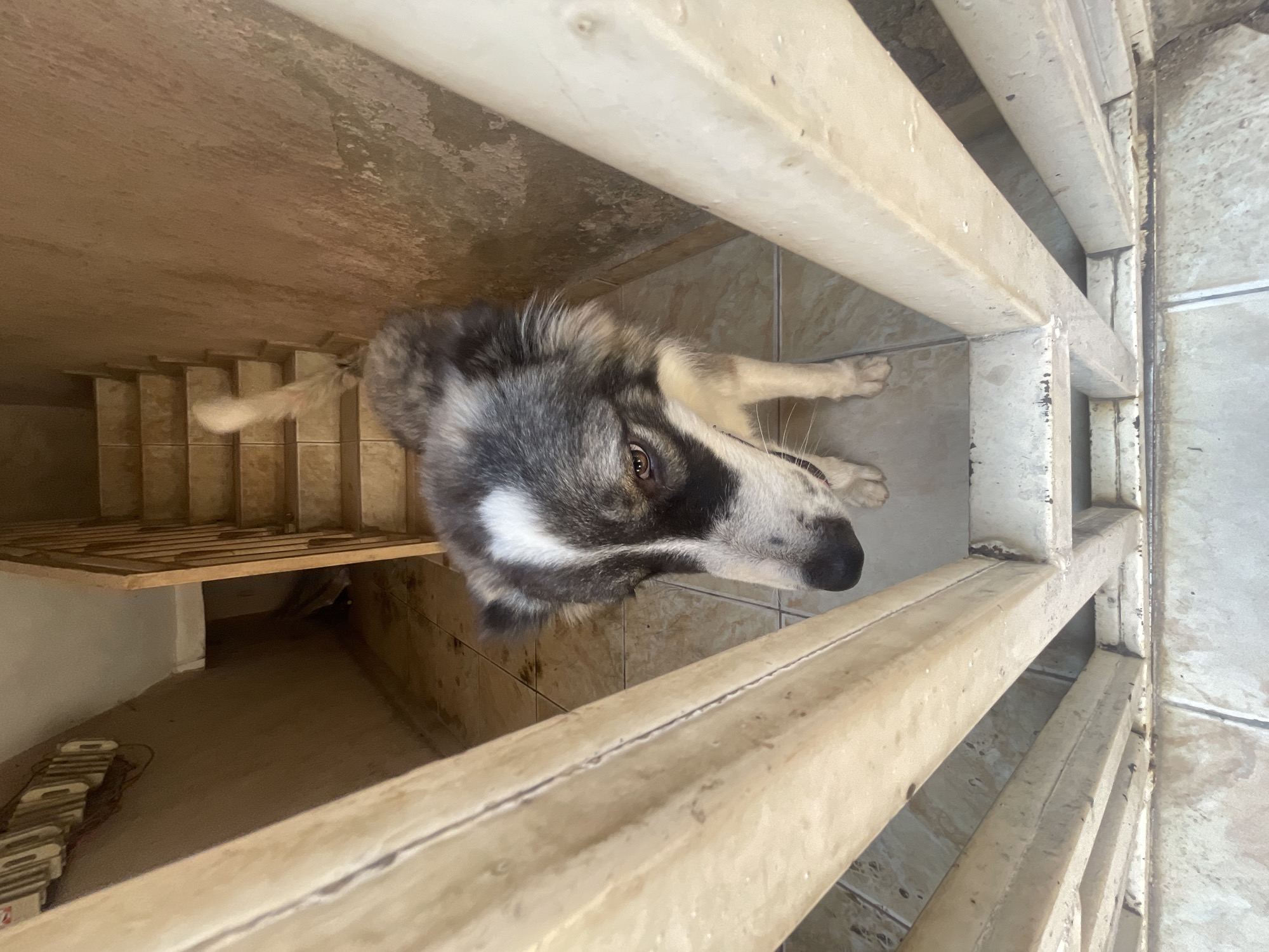 A medium-sized dog, resembling a husky or wolfdog mix, is pictured looking upwards from inside an enclosure. The dog has a thick coat of grey, black, and white fur, with distinctive white markings on its muzzle and a white stripe between its brown eyes. Its ears are erect, and its expression appears calm and curious.
The dog is situated on a light-colored tiled floor, which shows some visible dirt and stains. It is contained within an enclosure made of sturdy, light-colored metal bars, which are somewhat worn with chipped paint and specks of dirt. The perspective is from above, looking down into the enclosure.
In the background, to the left of the dog, there's a wooden structure composed of multiple horizontal slats, possibly serving as a raised bed or a platform. Below and to the left of this structure, the floor continues into a darker, recessed area. A series of small, rectangular wooden objects, possibly building blocks or parts of a game, are visible on the floor near the wooden structure. The walls of the enclosure appear to be a light, possibly off-white, color. The lighting suggests an indoor or covered outdoor setting during the daytime. No legible text is visible in the image. The scene conveys a sense of the dog being confined but observed.