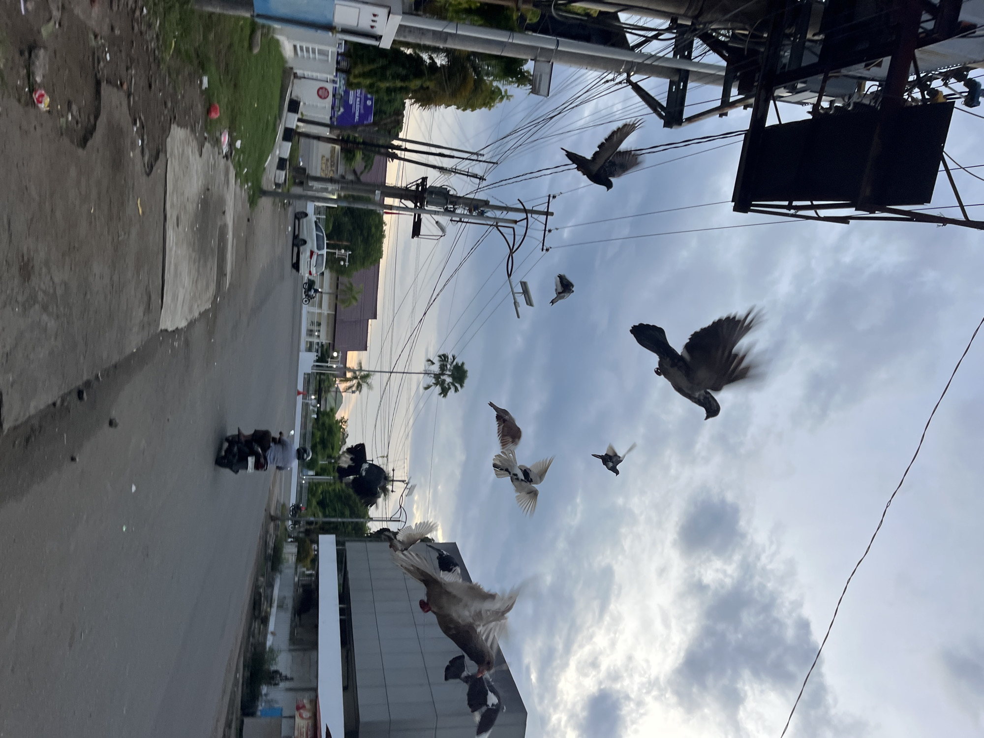 The image shows a street scene in Lhokseumawe, Indonesia. The road runs from the lower left to the upper right of the frame. A person on a moped is driving along the road. Overhead electrical wires crisscross the sky. A flock of pigeons are flying in the air, some close to buildings. Buildings line both sides of the street, some with signage visible. A palm tree can be seen in the distance. The sky is cloudy.