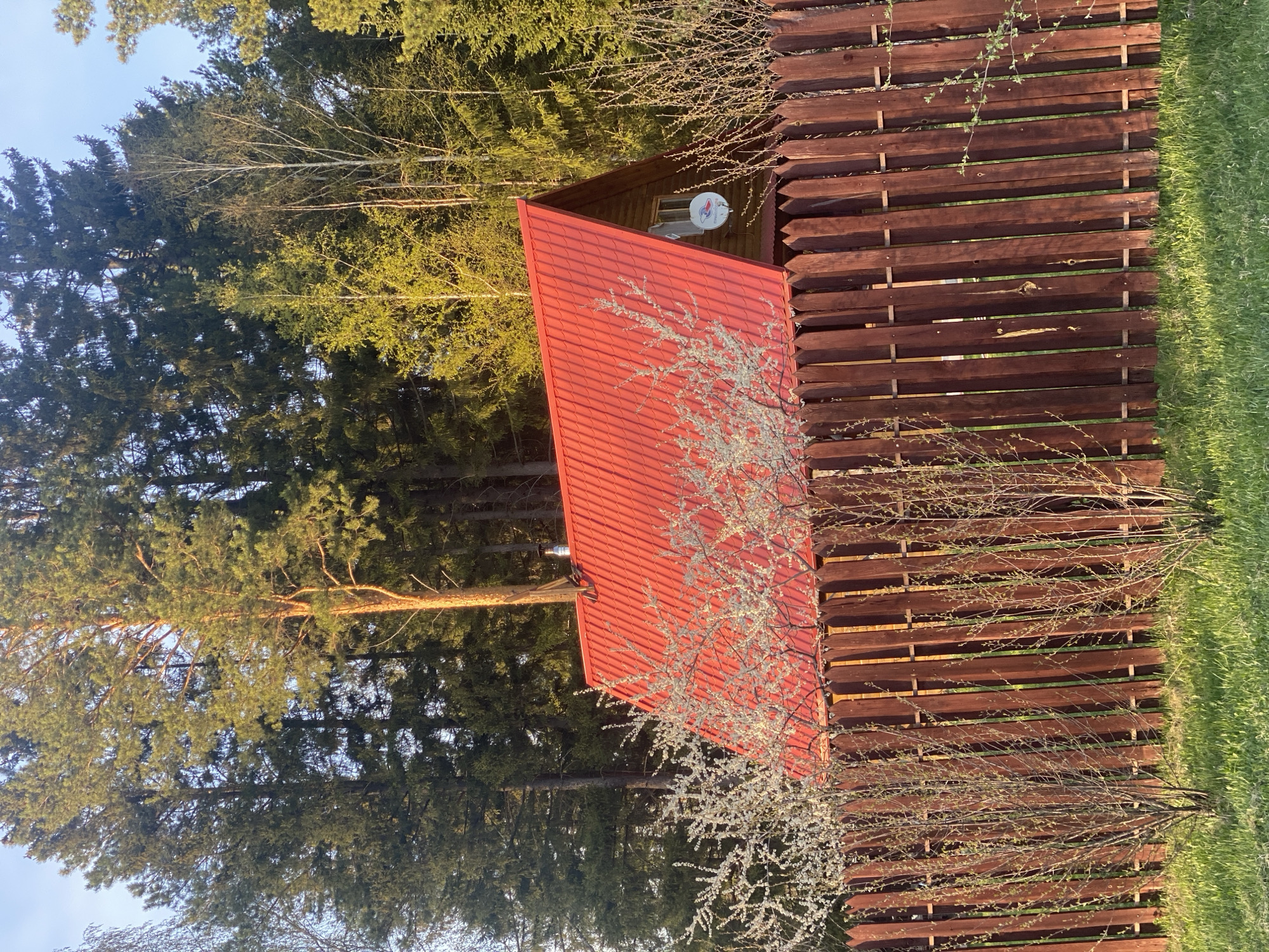 The image depicts a scene in a wooded area near what is likely the city of Verkh-Neyvinsky, Russia. A small wooden building with a bright red corrugated metal roof is visible. A satellite dish is mounted on the building's gable end. A dark brown wooden fence runs along the edge of the property, separating it from a grassy area. Bare branches of a flowering tree or shrub are in the foreground, partially obscuring the roof and fence. Tall evergreen trees and deciduous trees are visible in the background. The light suggests it is either early morning or late afternoon.