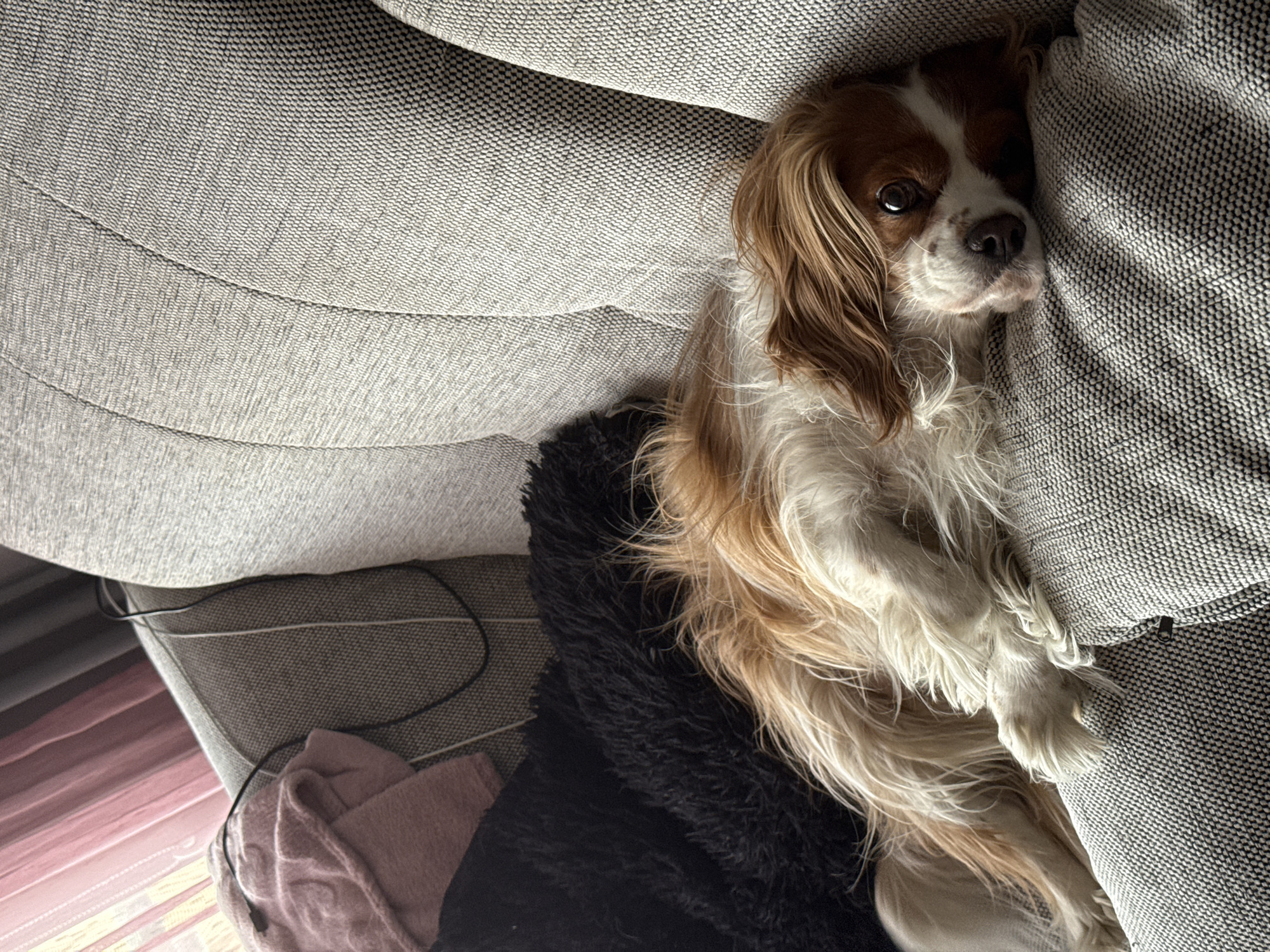 A Cavalier King Charles Spaniel lies on a light grey textured sofa. The dog is predominantly white and tan with brown markings on its head. It is resting on a black plush blanket, with a pink garment visible near the lower left corner. A black and white cable is also visible near the pink garment. The sofa is positioned near a window or light source, with pink-toned light reflecting on the floor. There is no definitive evidence in the image to confirm a location in Sofia, Bulgaria.