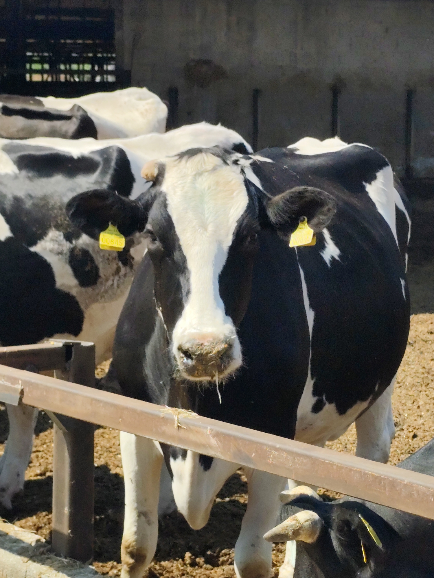 A black and white cow stands in a pen, facing the camera. The cow has a yellow ear tag in its left ear. Behind it, other cows are visible, some with black and white markings and some with white markings. The ground of the pen appears to be covered in sand or dirt. A metal fence is in the foreground. The background consists of a concrete wall and wooden structures. The overall scene depicts a farming or livestock environment. There is no information available that suggests this image is located in the Municipal Unit of Argos, Greece.