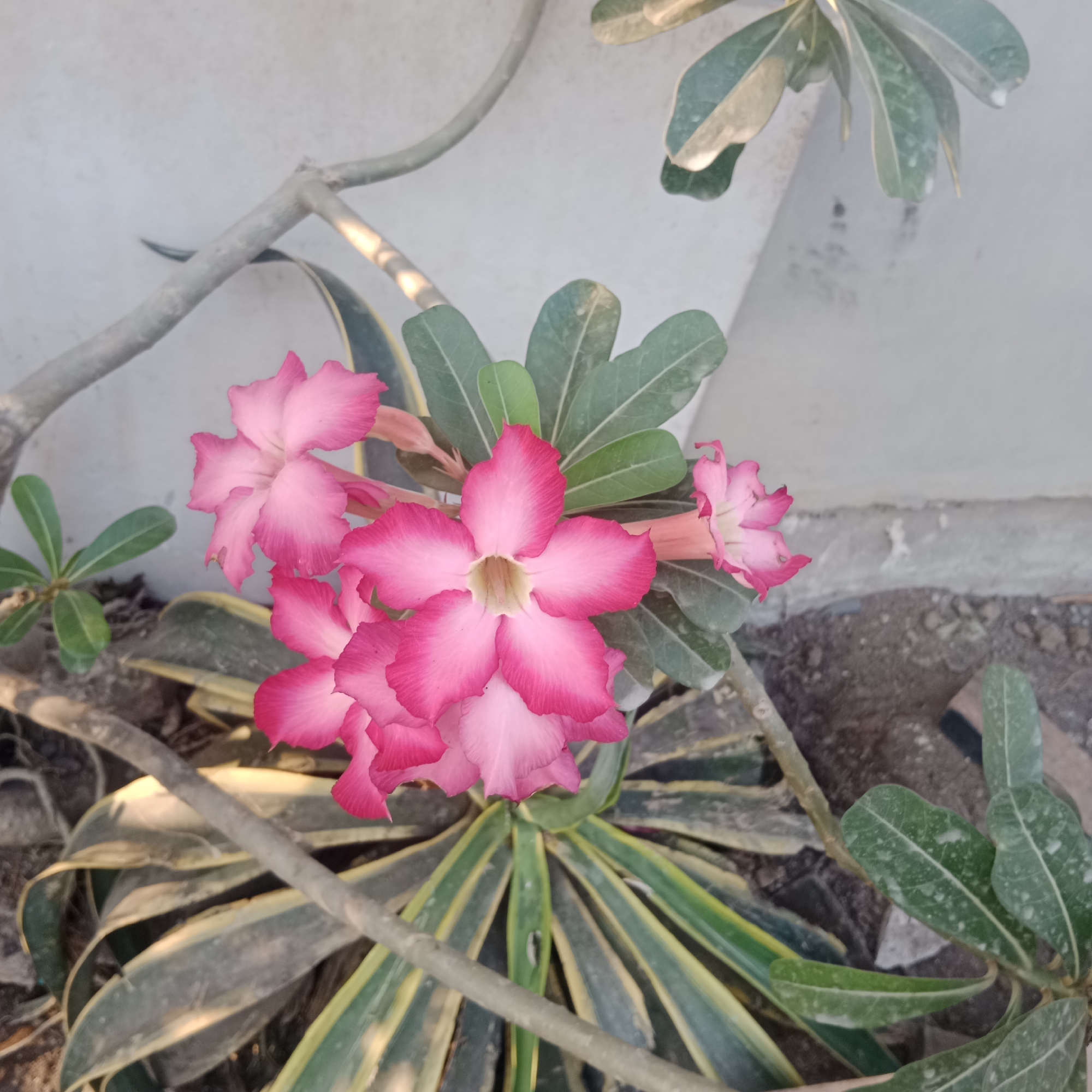 The image shows a close-up of several pink desert rose flowers in bloom. The flowers have five petals each, with a lighter pink center that transitions to a darker pink at the edges. Some of the flowers are fully open, while others are still partially closed. The flowers are growing on a plant with thick, fleshy leaves that are dark green with lighter green or yellow stripes. A thick, grey branch extends across the upper left portion of the image, casting a shadow on the flowers. The background is a light-colored, textured wall. The scene appears to be outdoors, possibly in a garden or natural setting. The location is identified as Tegowanu Kulon, Indonesia.