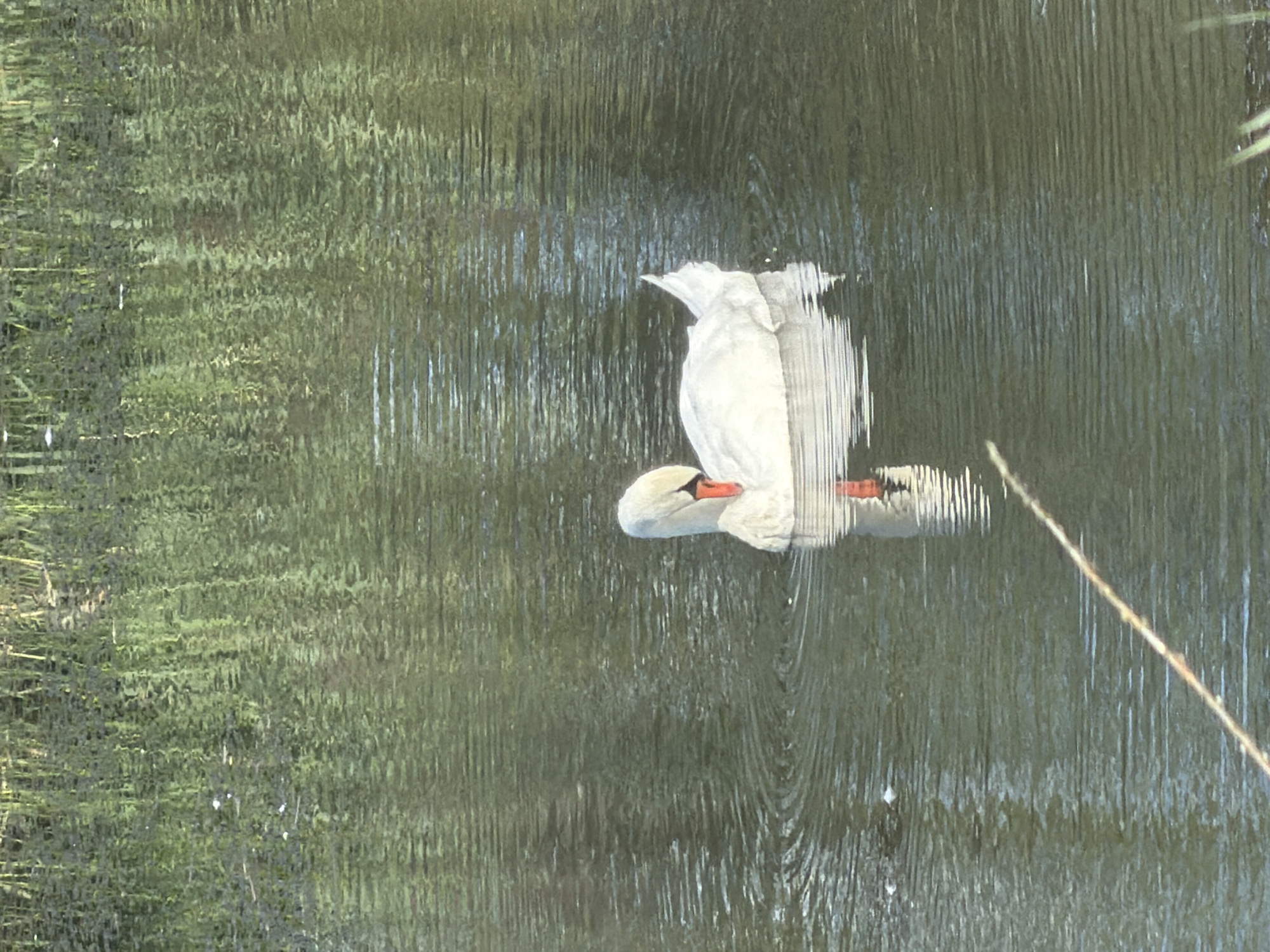 A white swan is swimming in a body of water, with reeds visible in the background. The swan is preening itself, with its head tucked into its back. The water is rippled, and the reflection of the reeds can be seen on the surface. The scene is captured in natural light, with soft shadows. The location is the park Rusałka in Szczecin, Poland.